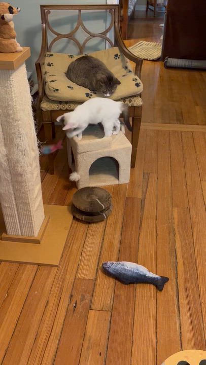 Enlarge Percy, a Adoptable Domestic Short Hair in Solon, IA video 3/6