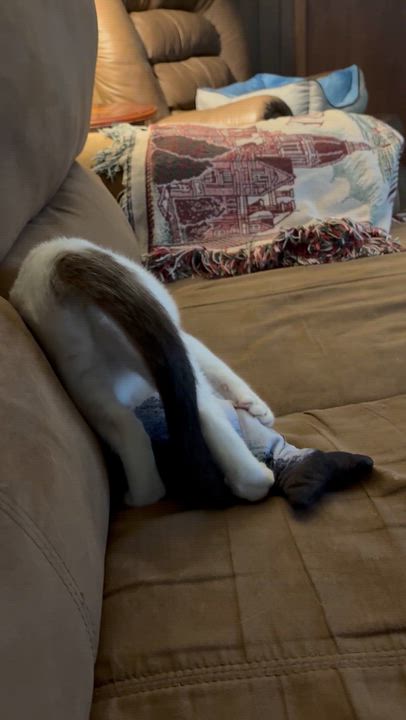 Enlarge Percy, a Adoptable Domestic Short Hair in Solon, IA video 6/6