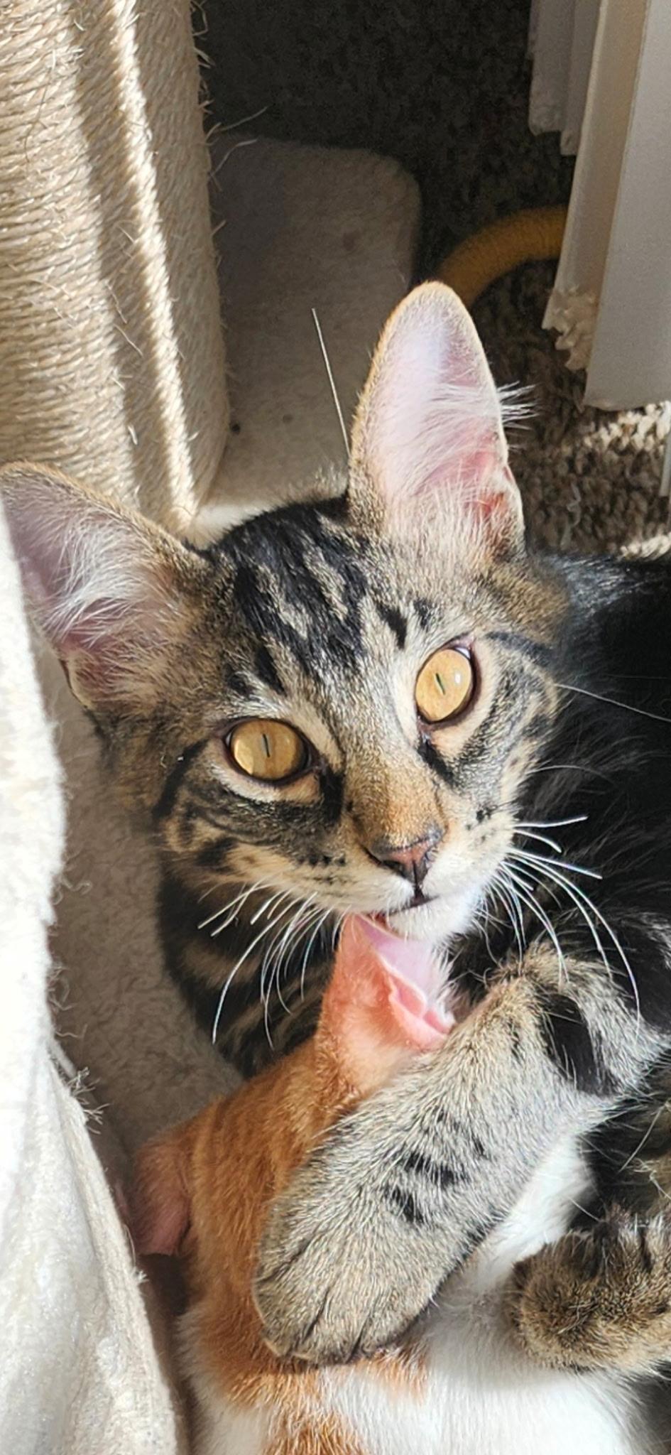Romeo, Rowdy & Rascal, Adoptable, Kitten Male Tabby.