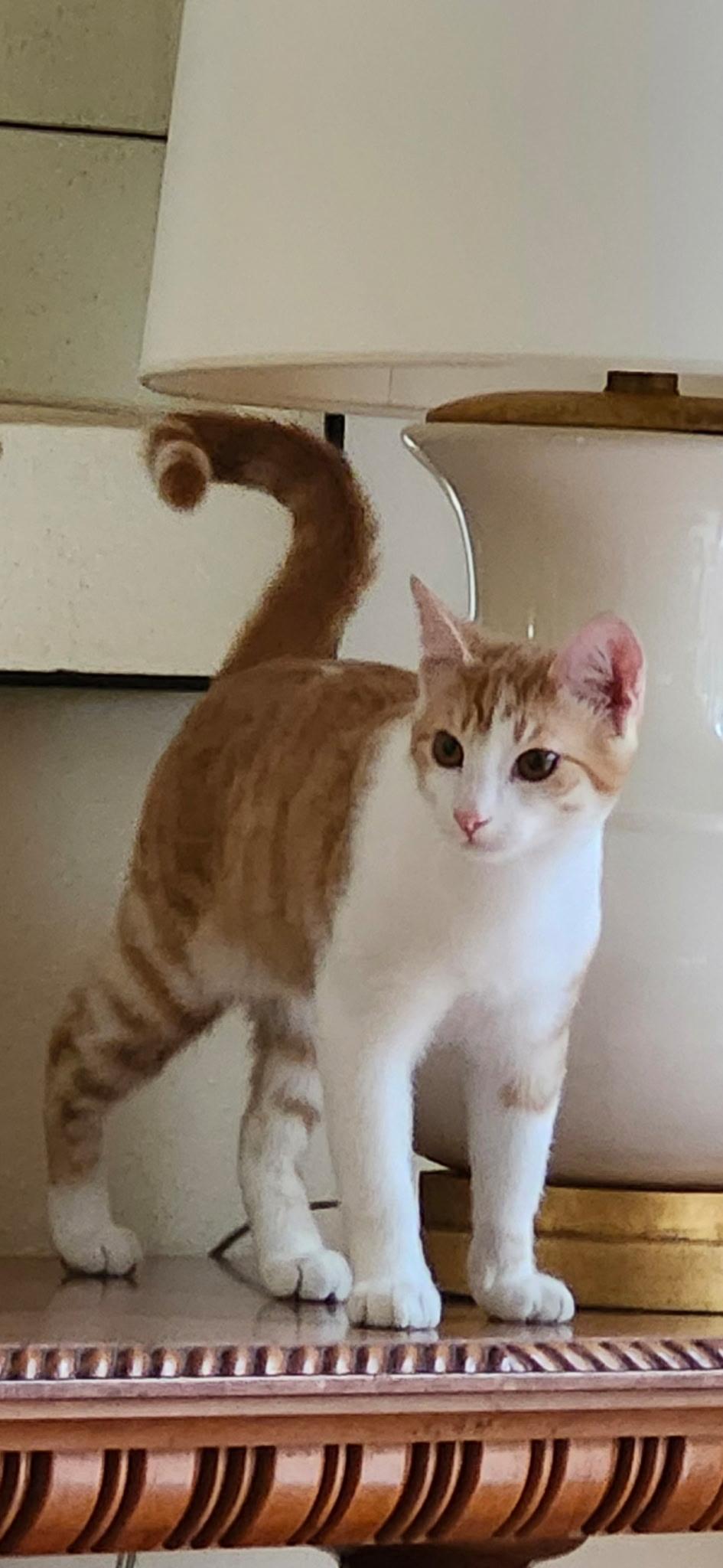 Enlarge Romeo, Rowdy & Rascal, a Adoptable Tabby in Redwood City, CA image 4/6