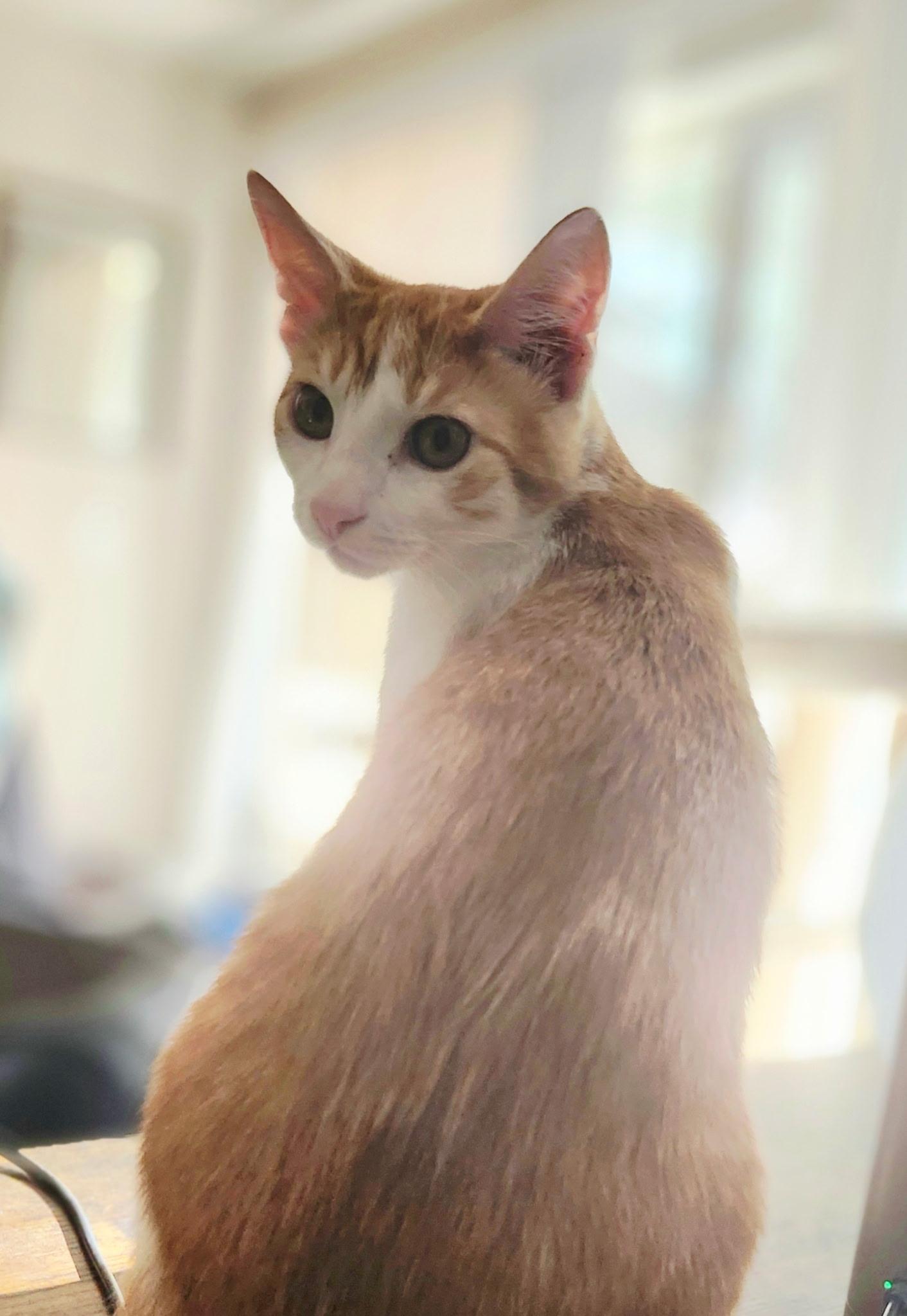 Enlarge Romeo, Rowdy & Rascal, a Adoptable Tabby in Redwood City, CA image 3/6