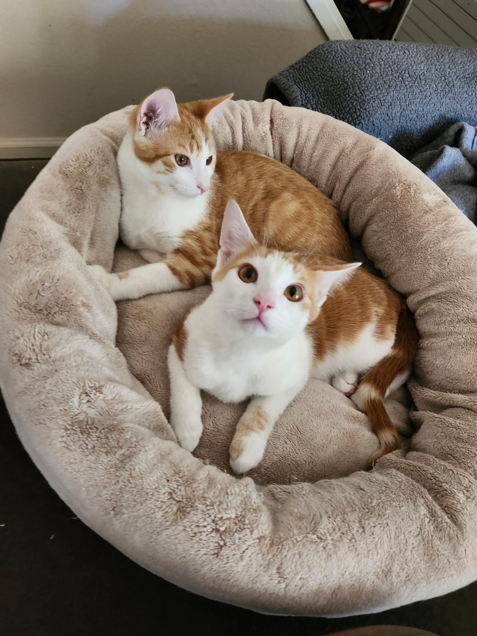 Enlarge Romeo, Rowdy & Rascal, a Adoptable Tabby in Redwood City, CA image 2/6