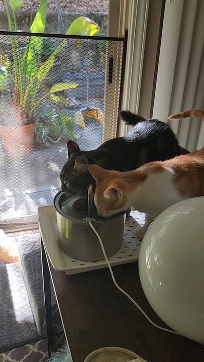 Enlarge Romeo, Rowdy & Rascal, a Adoptable Tabby in Redwood City, CA video 6/6