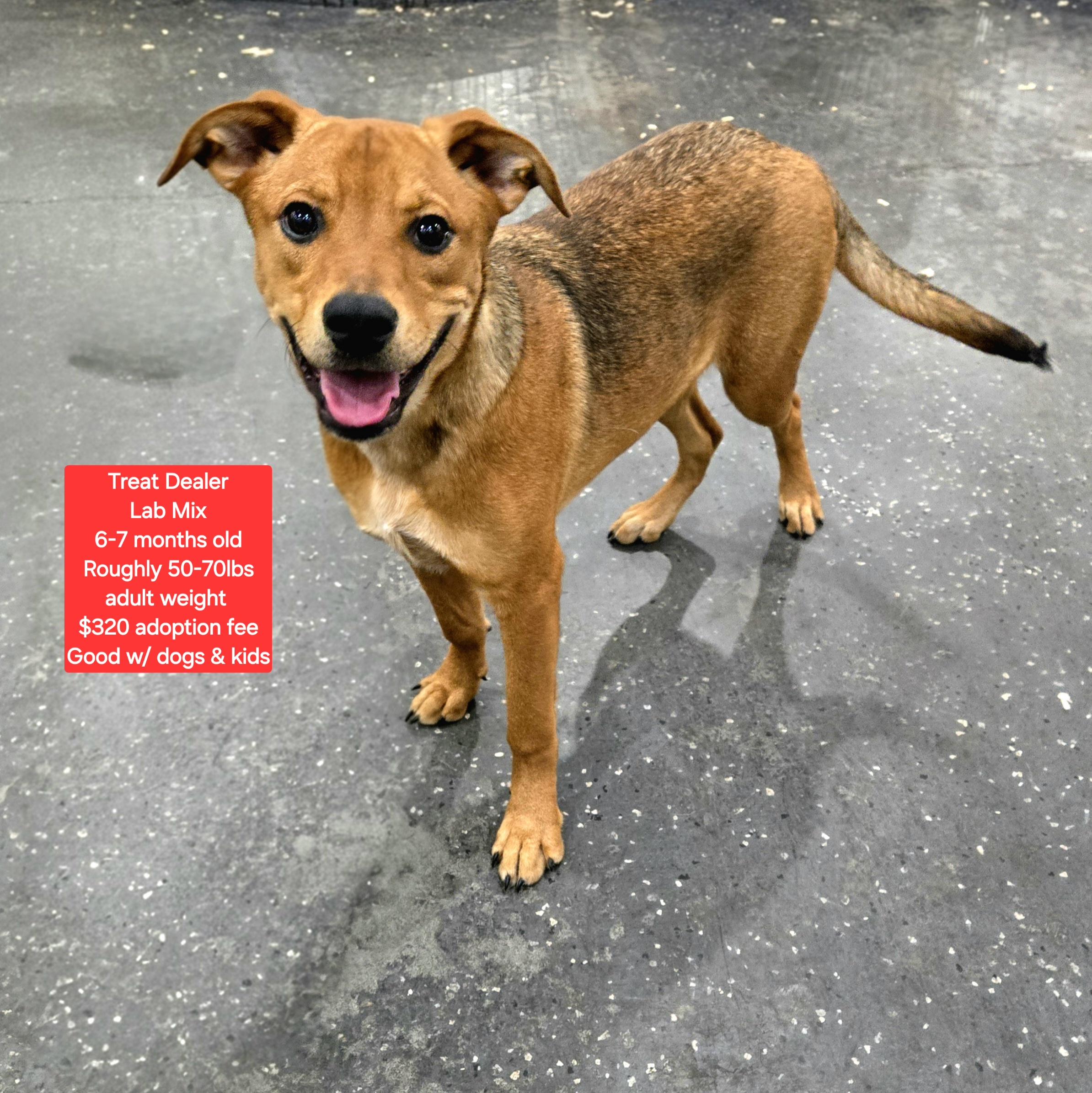 Enlarge Treat Dealer, a ADOPTABLE mixed breed in Oviedo, FL image 1/2