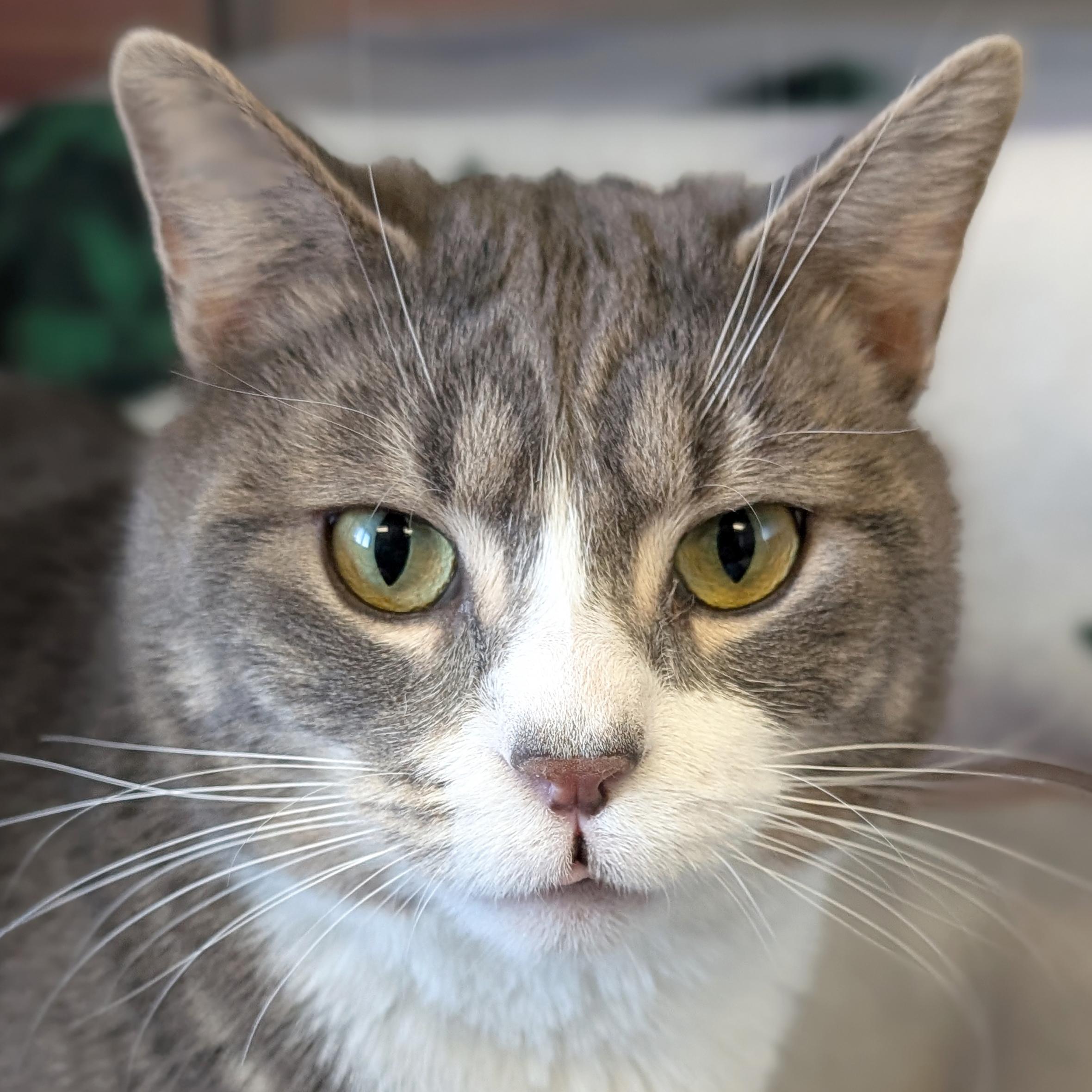 Gio, adopted, Adult Male Domestic Short Hair.