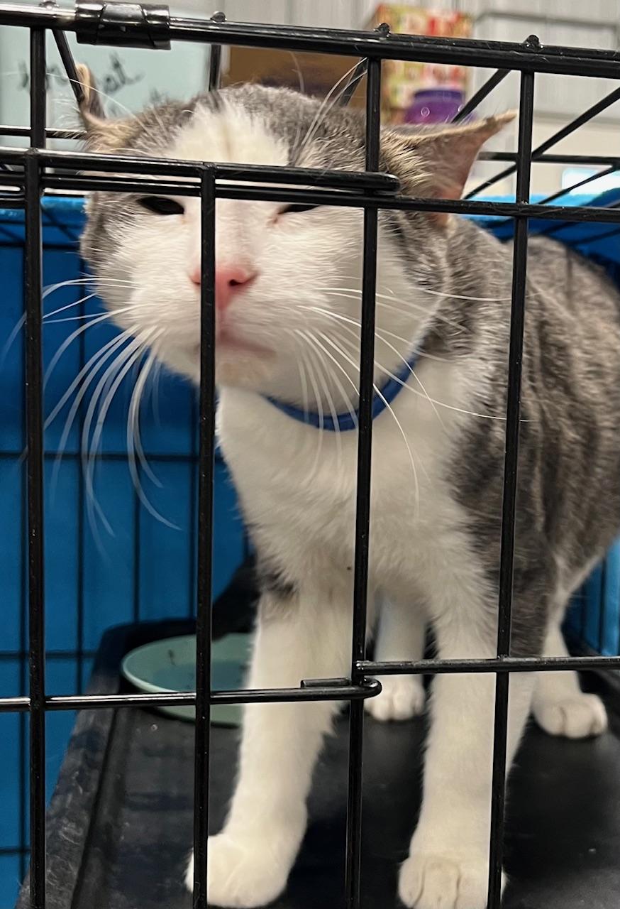 Enlarge Raiden, an adopted Domestic Short Hair in Webster City, IA image 1/1