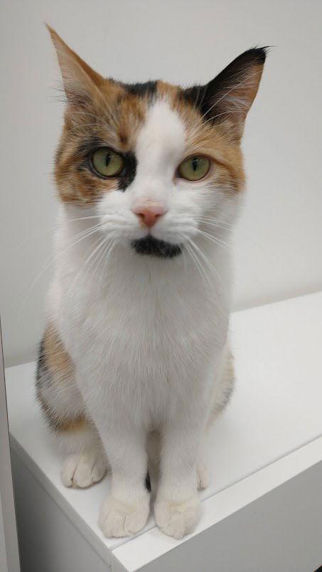 Annie, Adoptable, Young Female Domestic Short Hair.