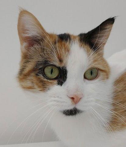 Enlarge Annie, a Adoptable Domestic Short Hair in Richmond Hill, ON image 3/3