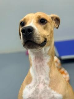 Penny, an adoptable American Bully in Winter Haven, FL image 3/5