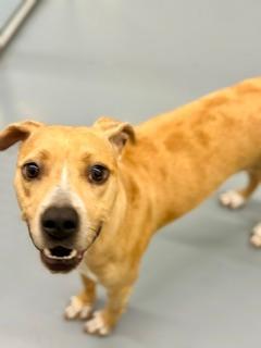 Penny, an adoptable American Bully in Winter Haven, FL image 4/5