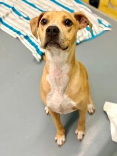 Penny, an adoptable American Bully in Winter Haven, FL image 1/5