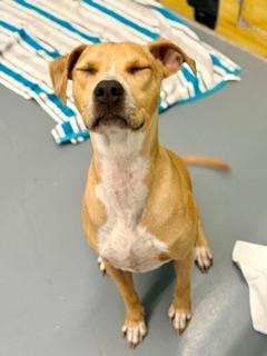 Penny, an adoptable American Bully in Winter Haven, FL image 2/5