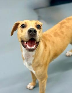 Penny, an adoptable American Bully in Winter Haven, FL image 5/5