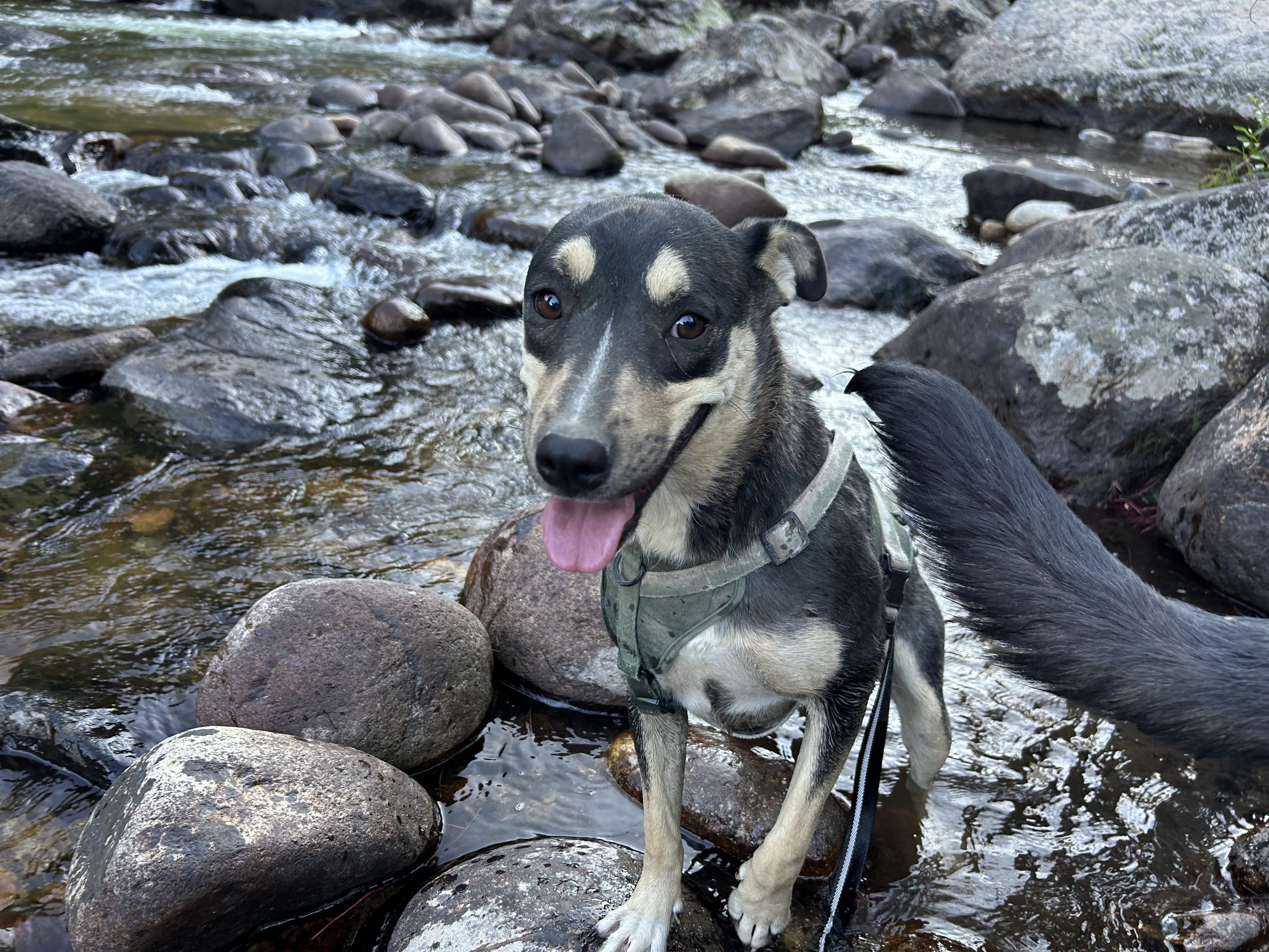 Tansy, an adoptable Shepherd, Cattle Dog in Riverton, WY, 82501 | Photo Image 2