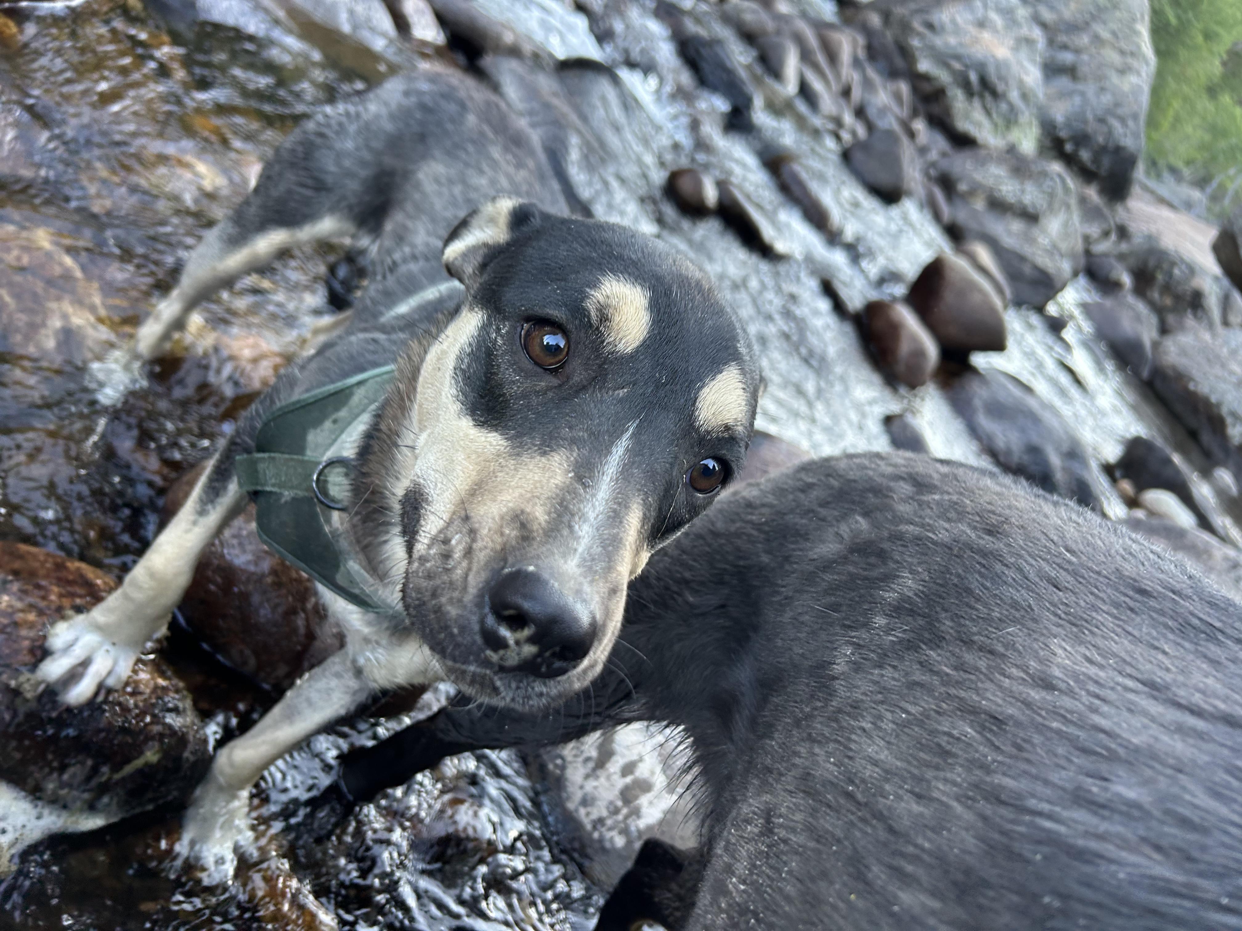 Tansy, a Adoptable mixed breed in Riverton, WY image 4/5