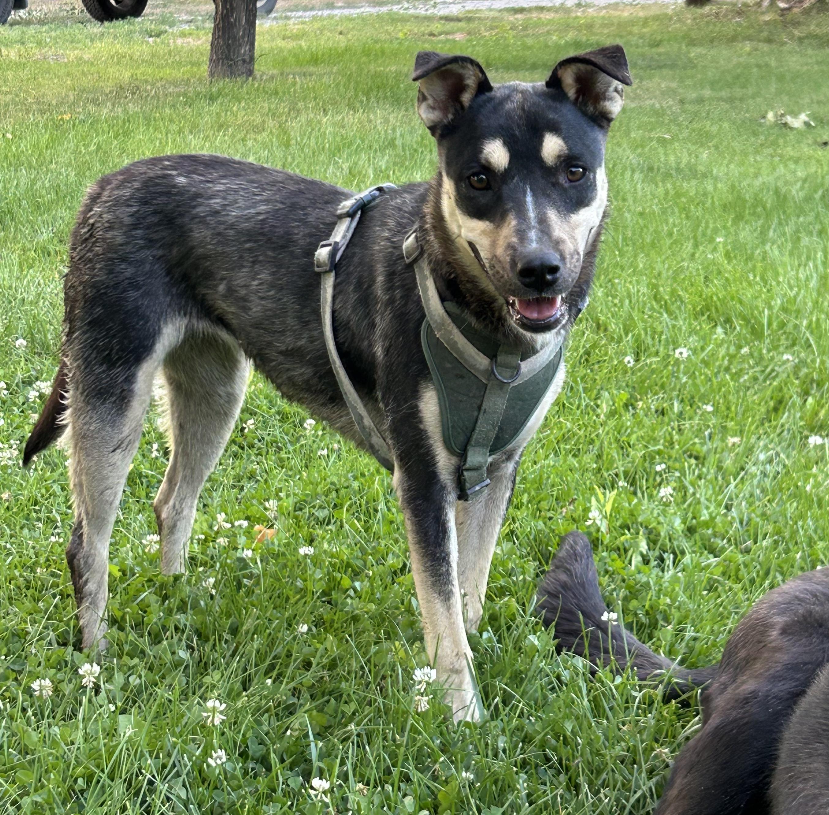 Tansy, a Adoptable mixed breed in Riverton, WY image 3/5