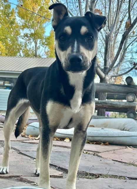 Tansy, a Adoptable mixed breed in Riverton, WY image 2/5
