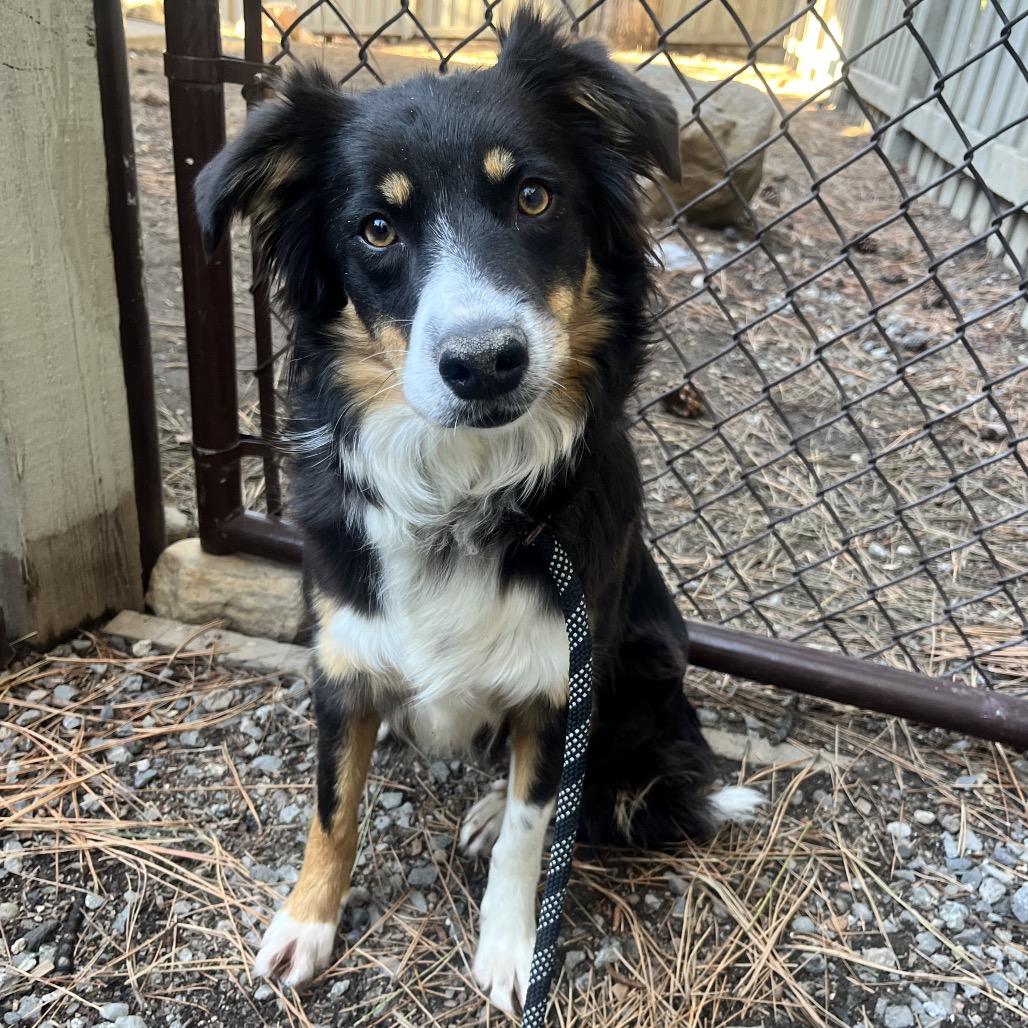 Enlarge Sophia, a Adoptable mixed breed in Incline Village, NV image 1/3