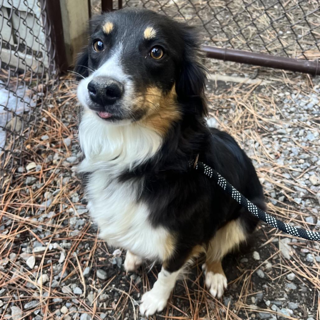 Enlarge Sophia, a Adoptable mixed breed in Incline Village, NV image 2/3