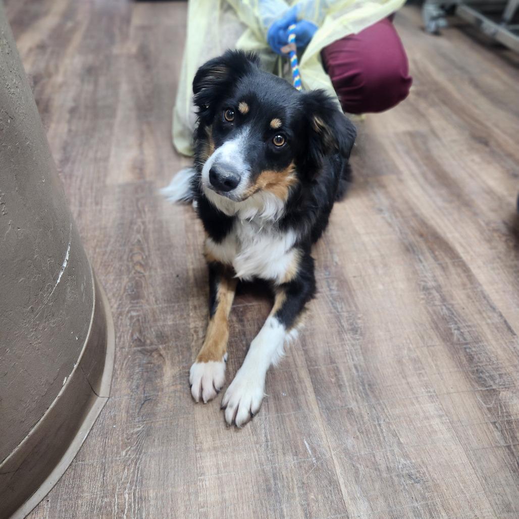 Enlarge Sophia, a Adoptable mixed breed in Incline Village, NV image 3/3