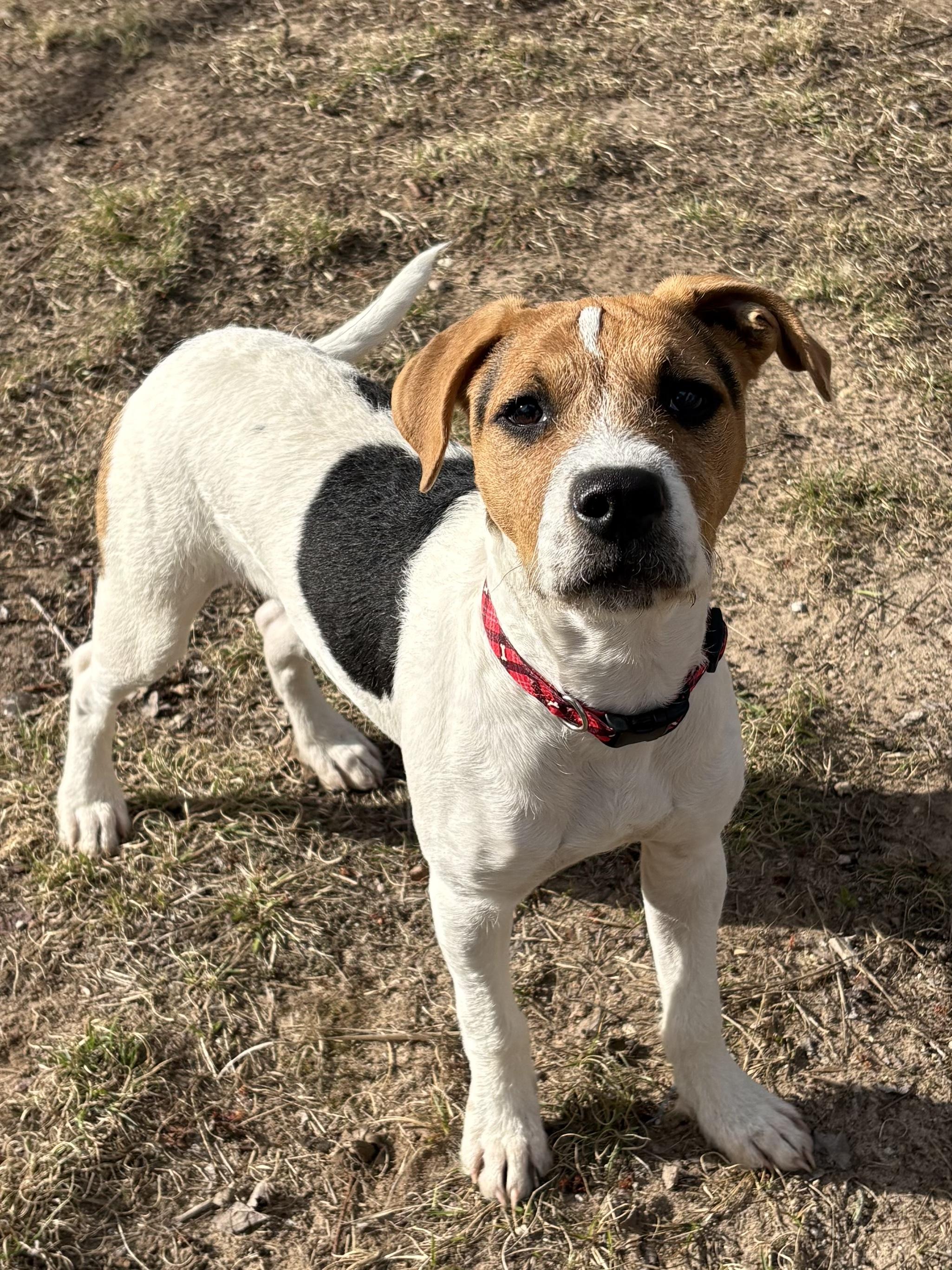 Jack, ADOPTABLE, Puppy Male Terrier.