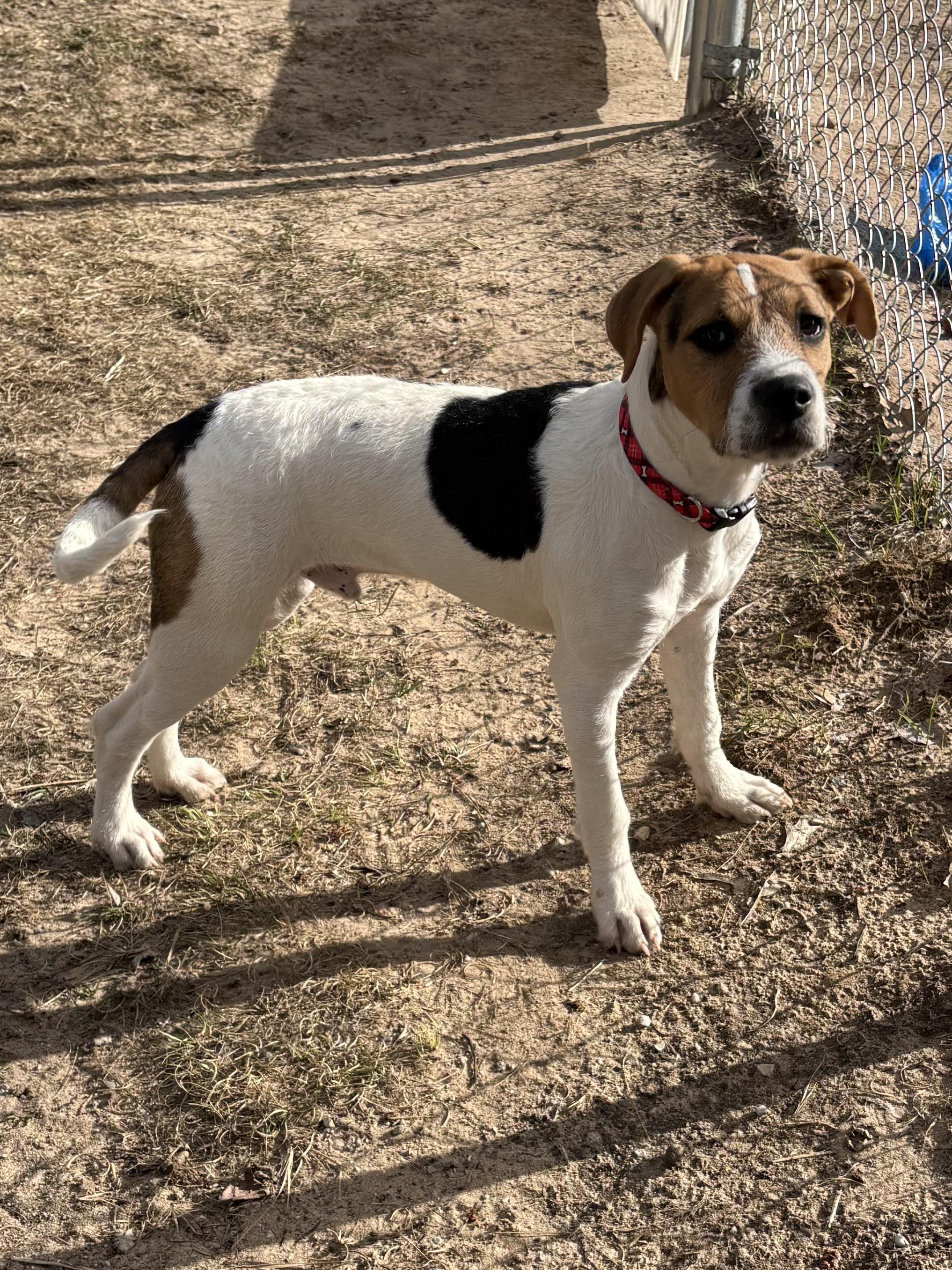 Enlarge Jack, a ADOPTABLE mixed breed in Big Rapids, MI image 2/2