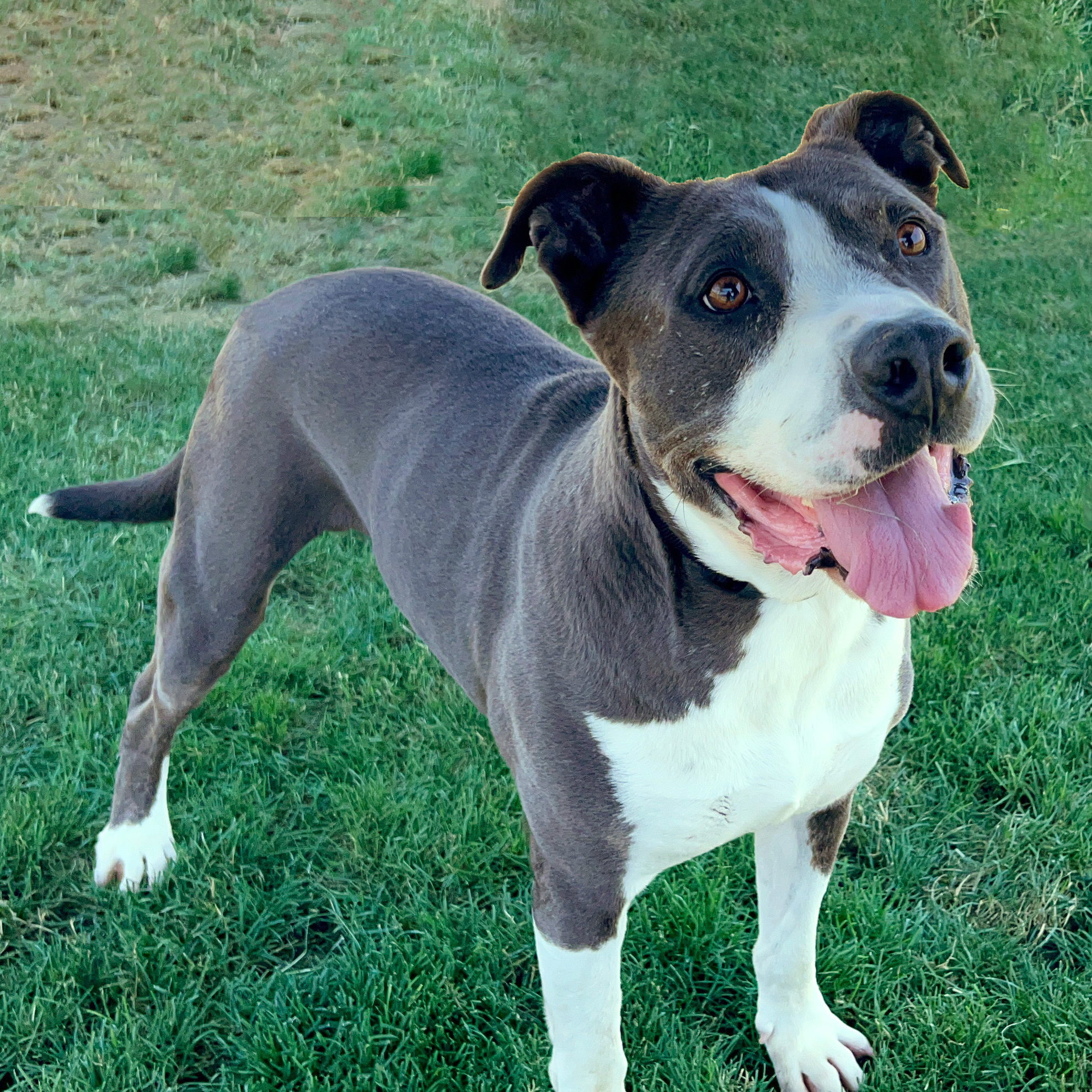 Enlarge Stormer, a Adoptable mixed breed in Clovis, CA image 7/8