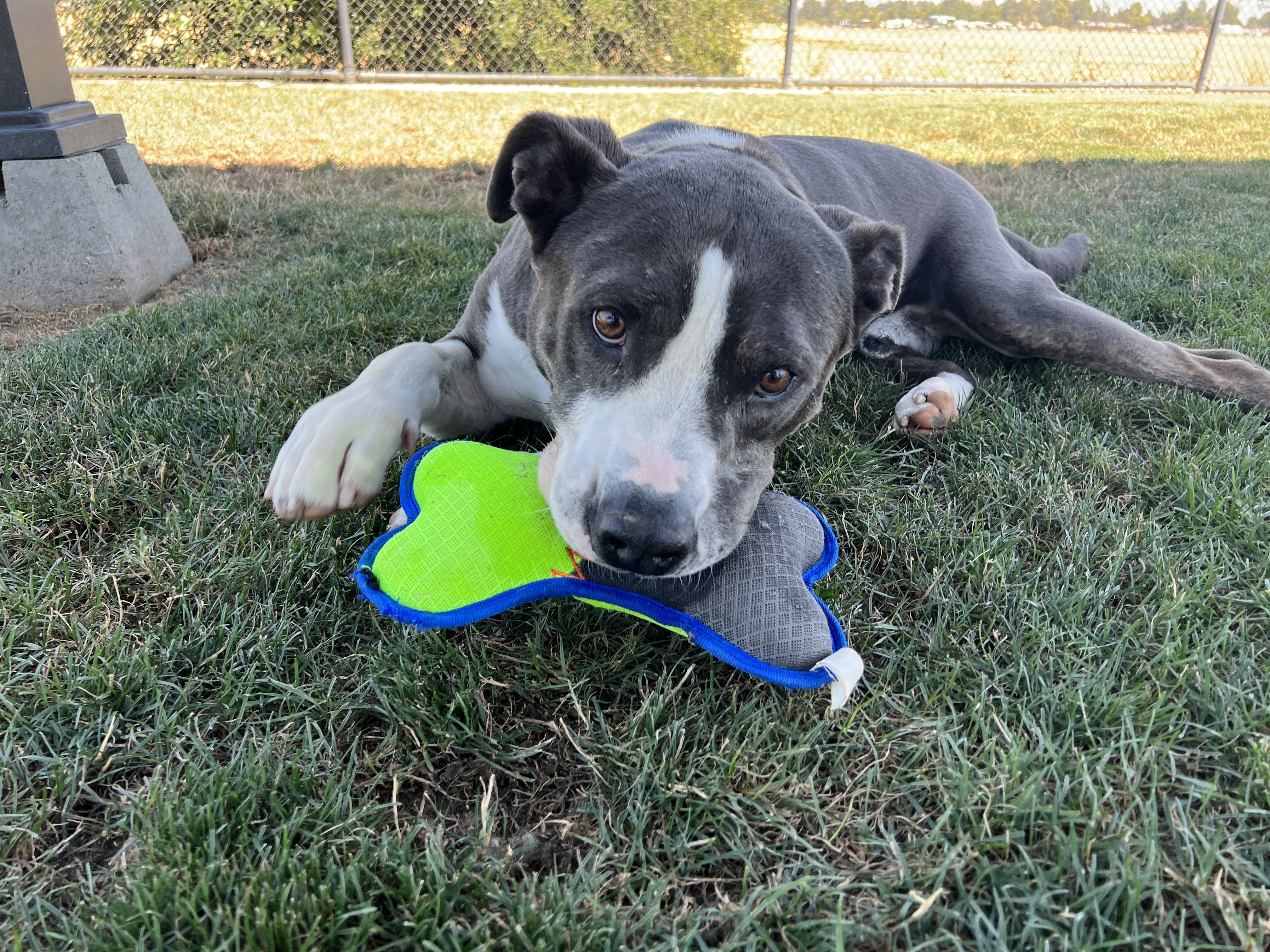 Enlarge Stormer, a Adoptable mixed breed in Clovis, CA image 8/8