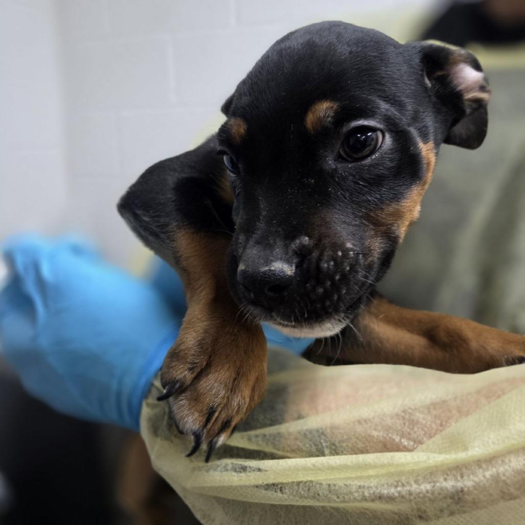 Bigfoot, Adoptable, Puppy Male American Bulldog & English Bulldog.