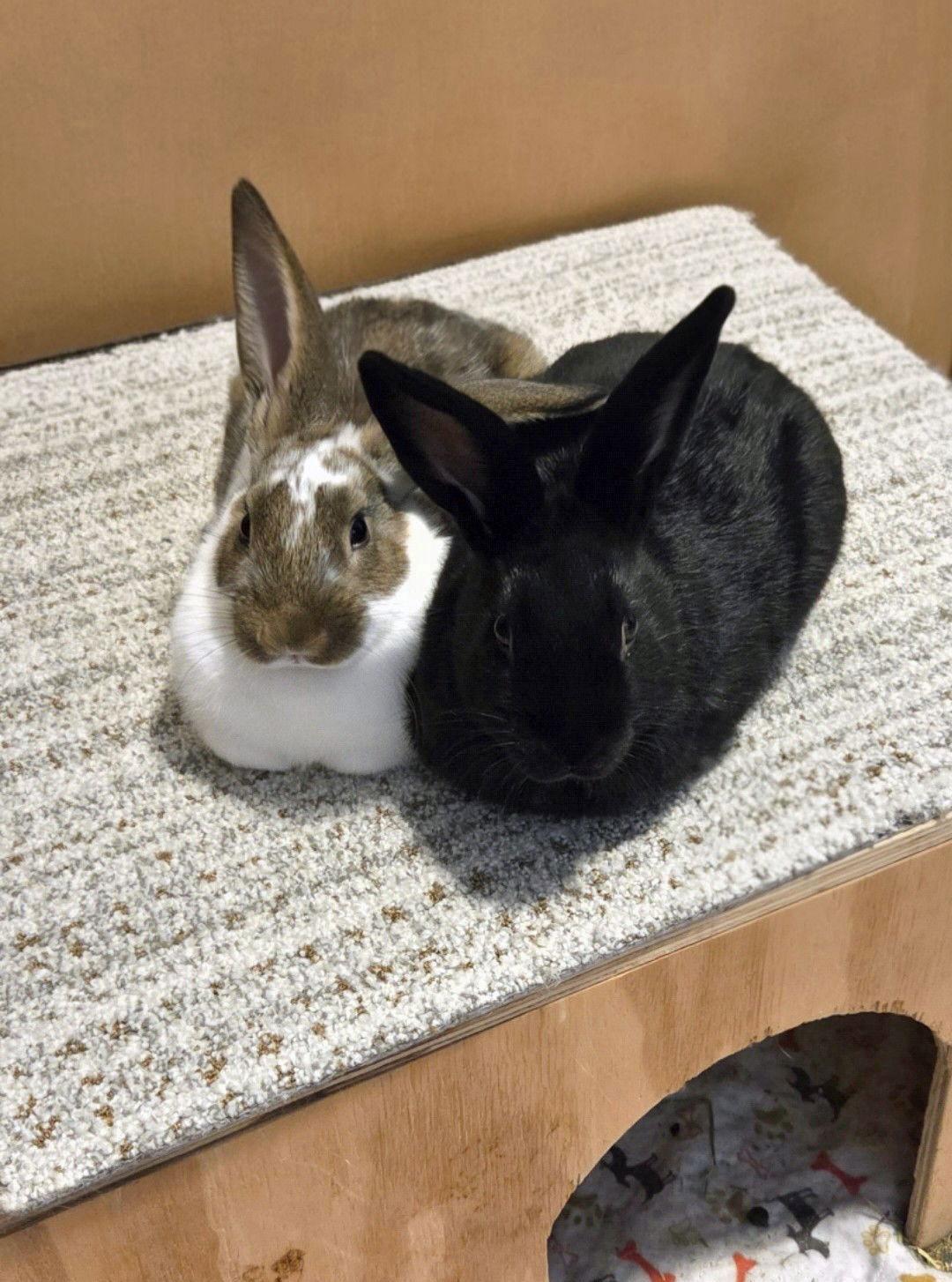 Honey Bun, Adoptable, Young Male English Spot & New Zealand.