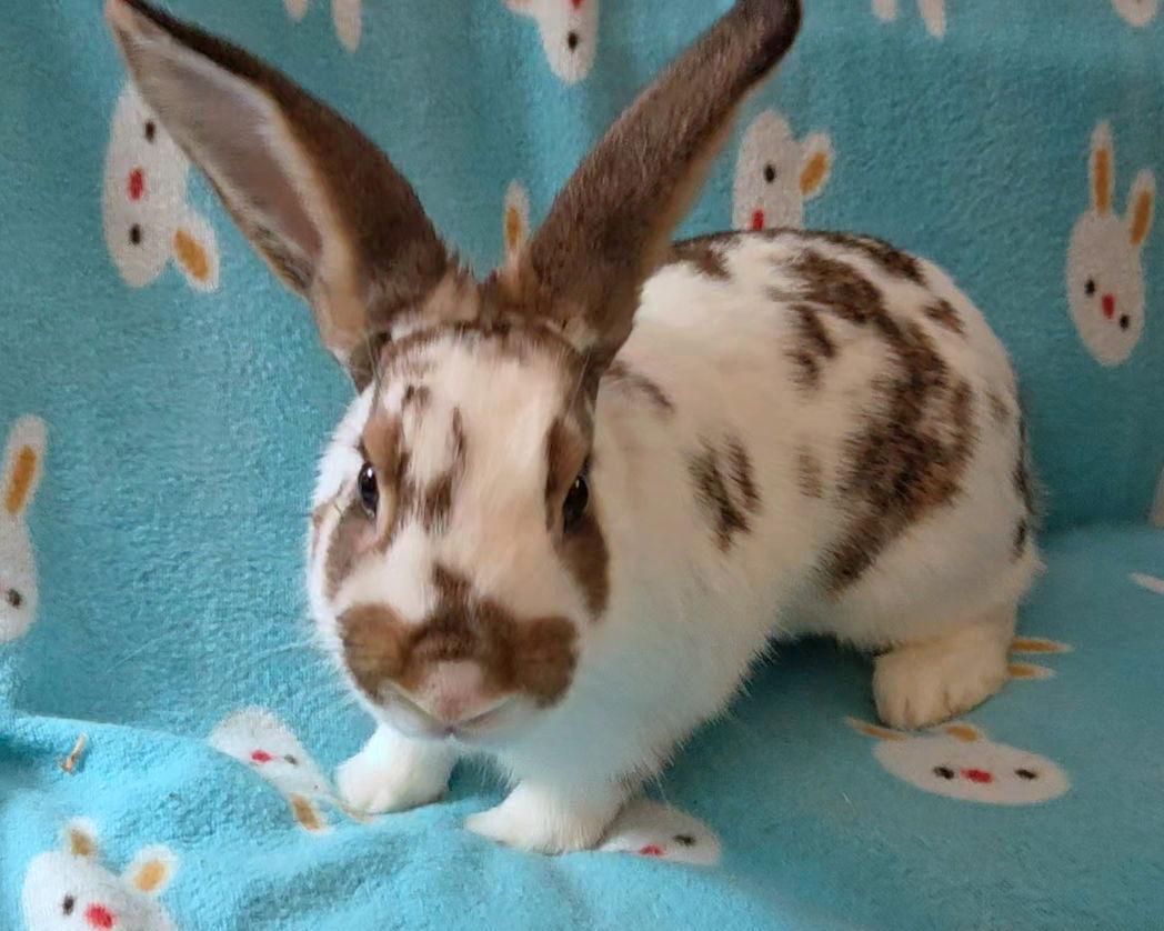 Enlarge Honey Bun, a Adoptable mixed breed in Lakeville, MN image 2/3