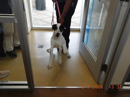 Roxy, Adoptable, Young Female Whippet & Mixed Breed.