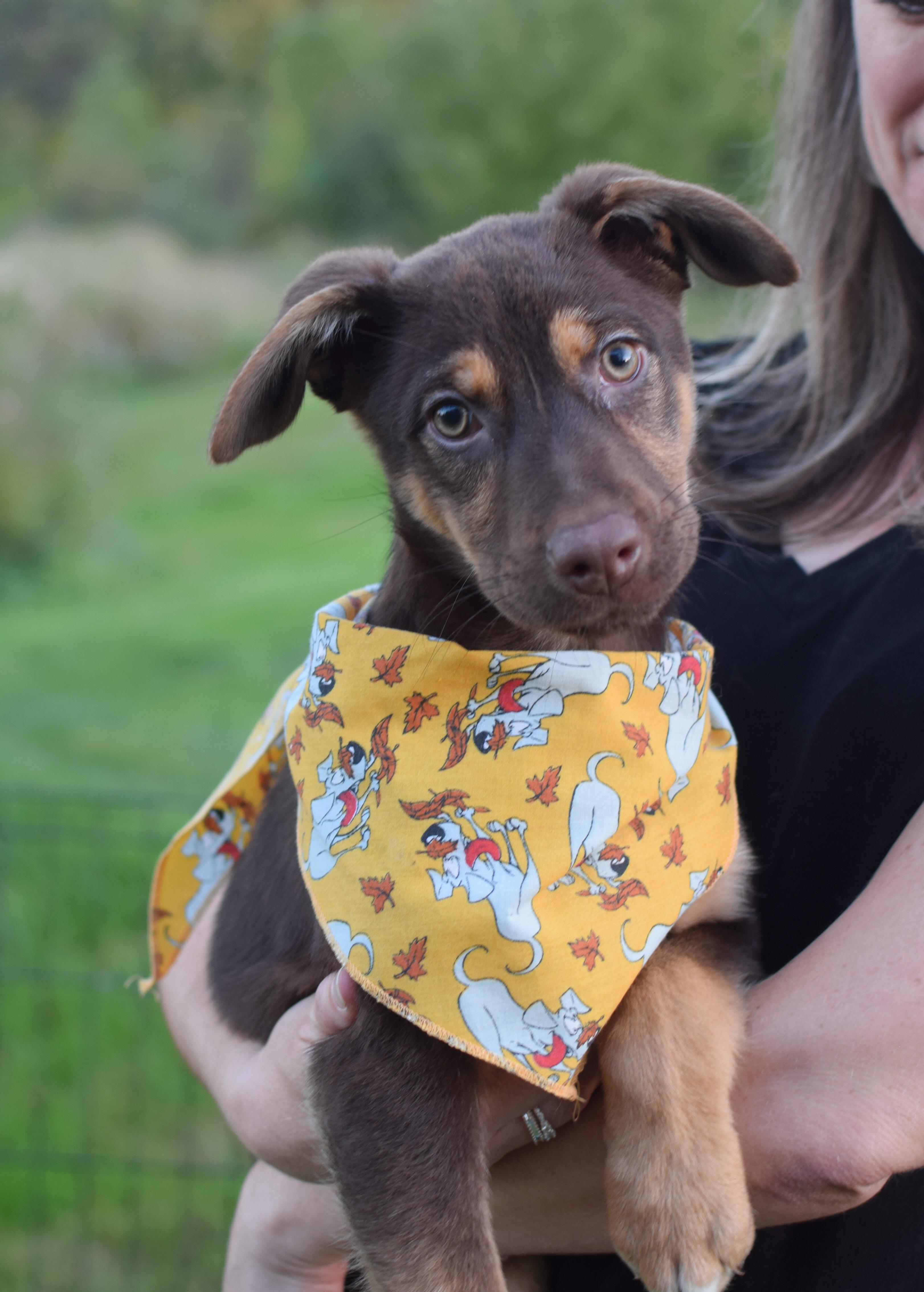 Enlarge Poppy (female), a Adopted mixed breed in West Grove, PA image 2/3