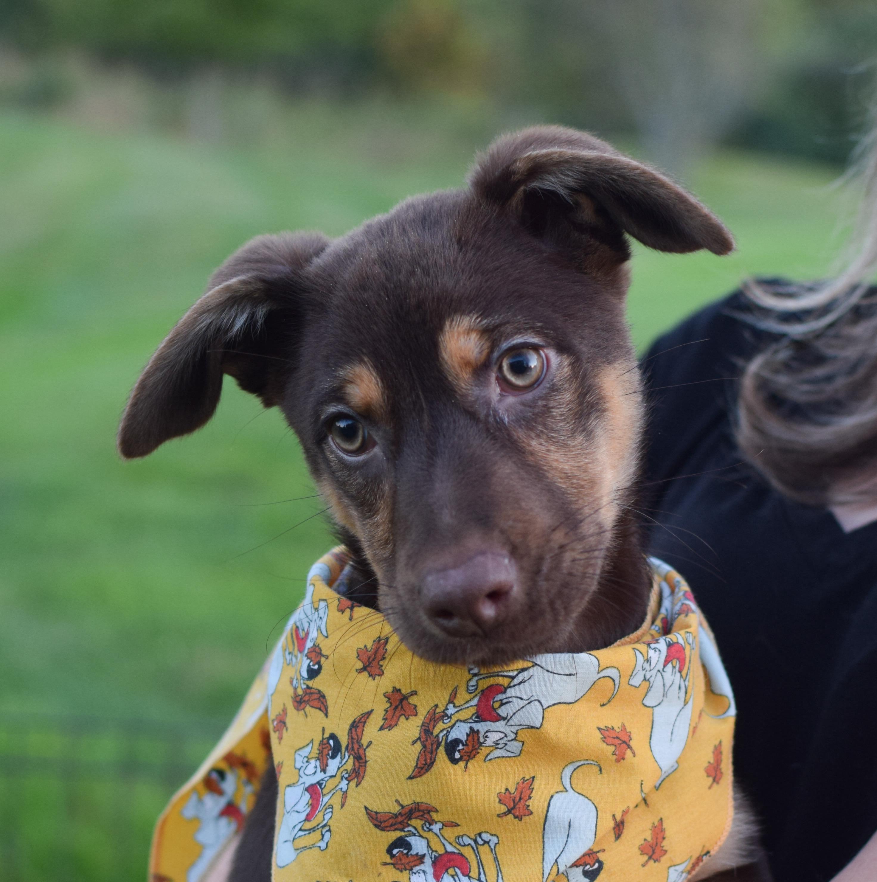 Poppy (female), Adopted, Puppy Female Shepherd & Husky.