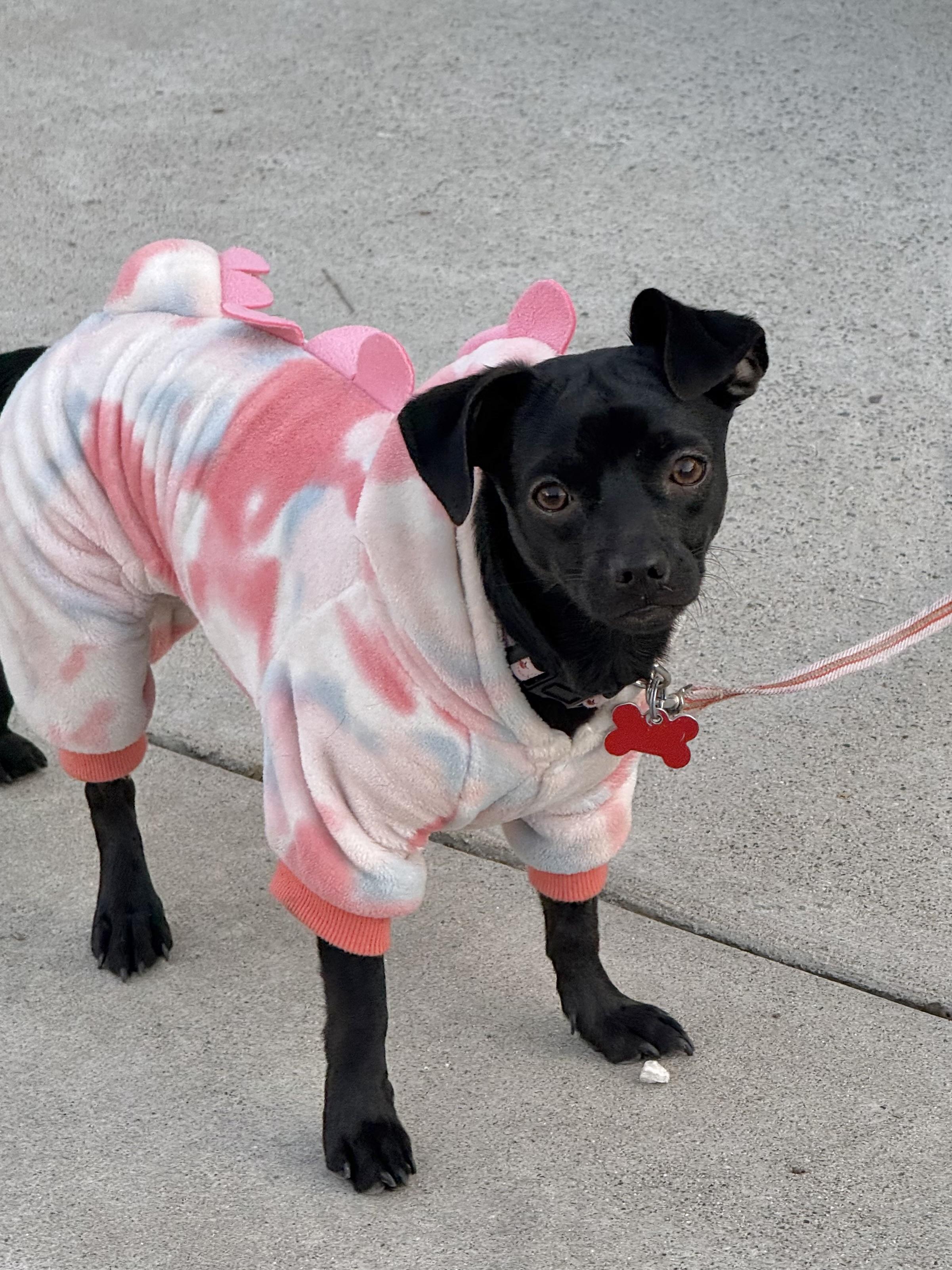 Enlarge Lady, a Adoptable mixed breed in Oakley, CA image 2/4