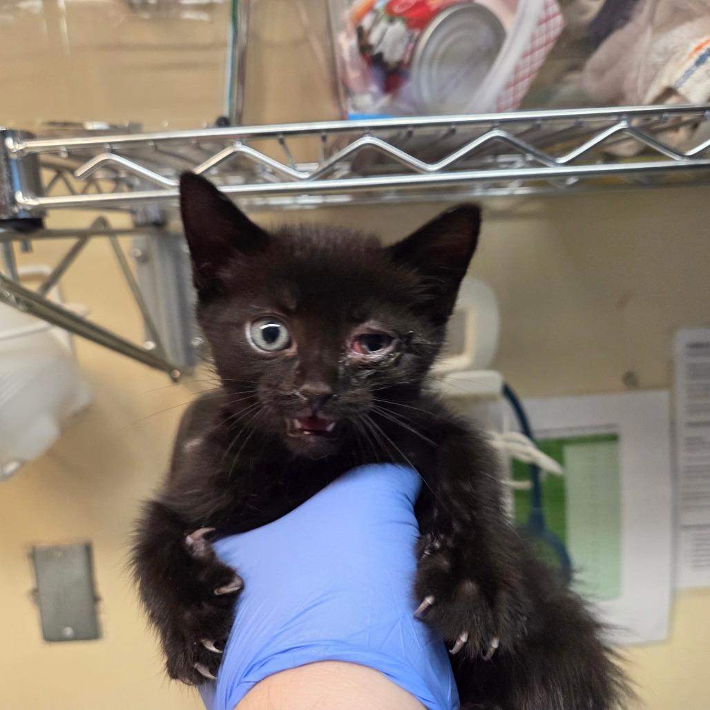 Astro, Adoptable, Kitten Male Domestic Short Hair.
