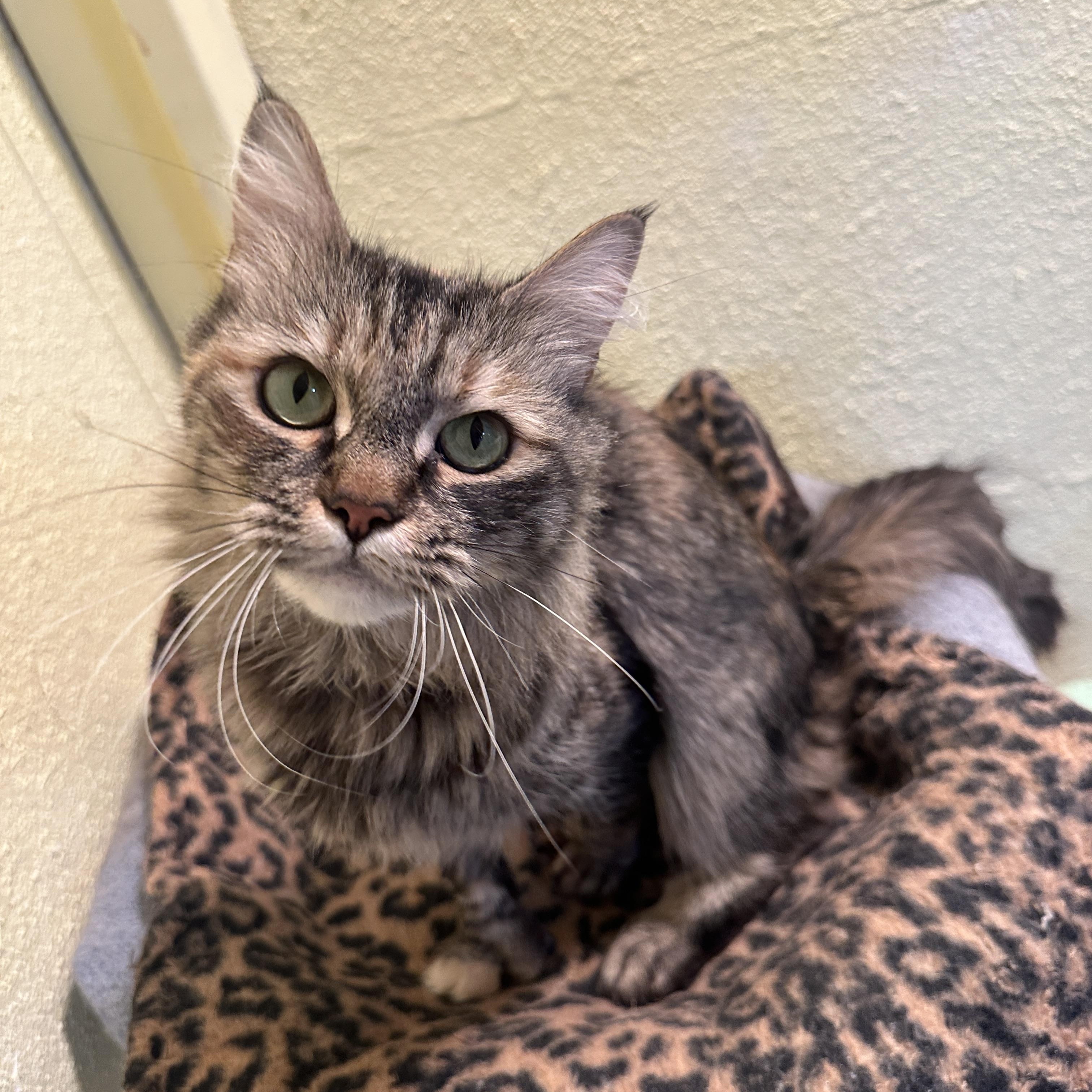 Cutie, a Adoptable mixed breed in Anchorage, AK image 3/6