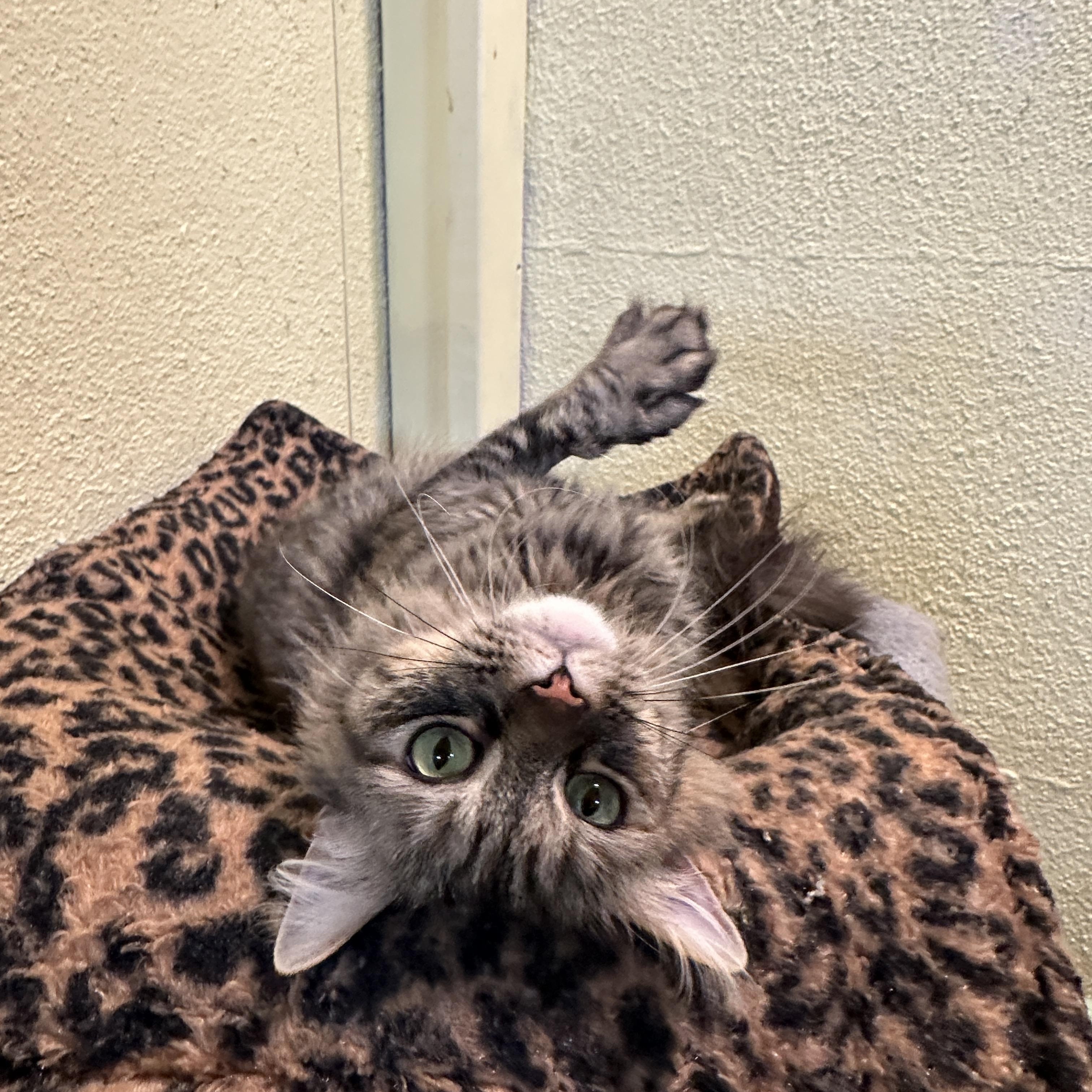 Cutie, a Adoptable mixed breed in Anchorage, AK image 1/6