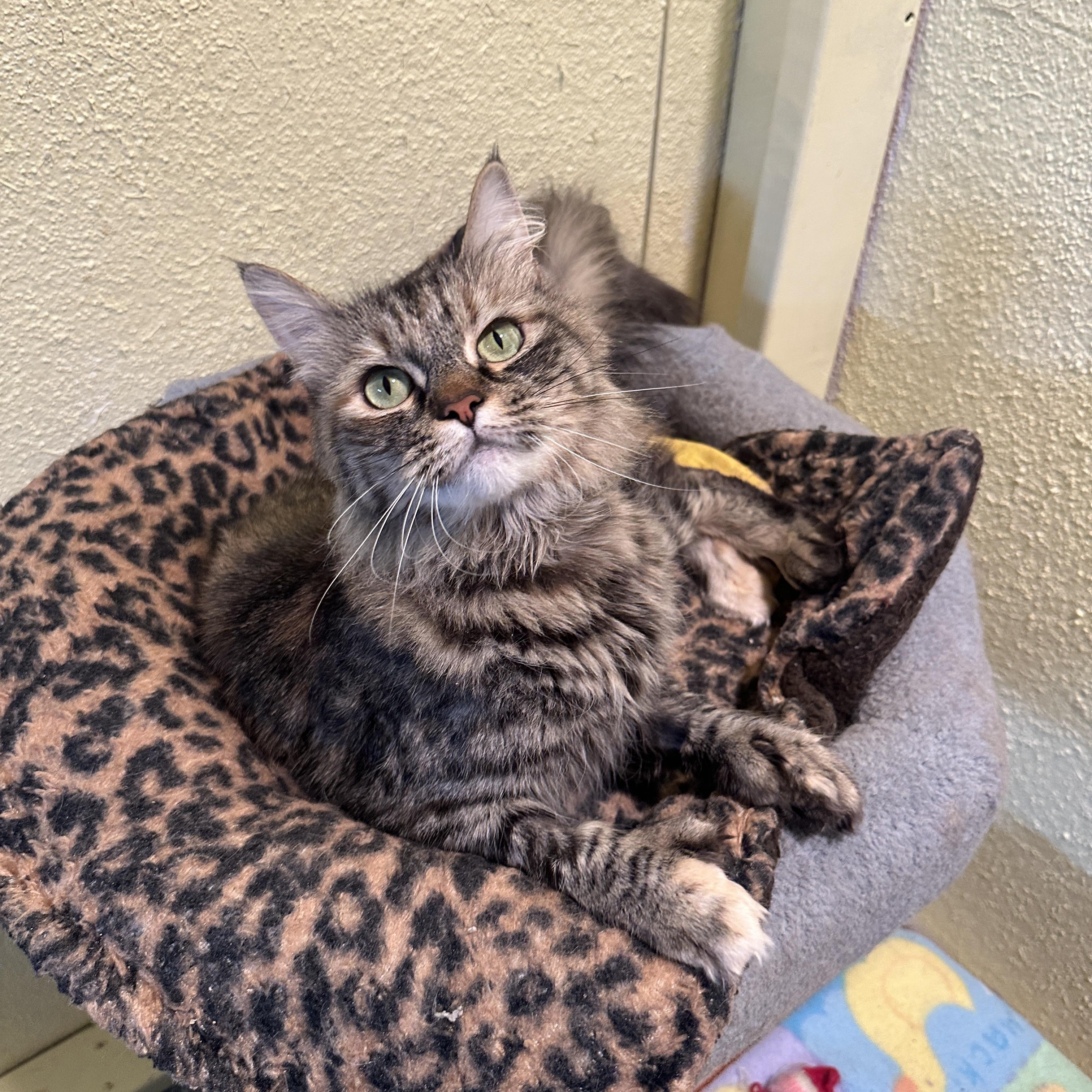 Cutie, Adult Female unknown