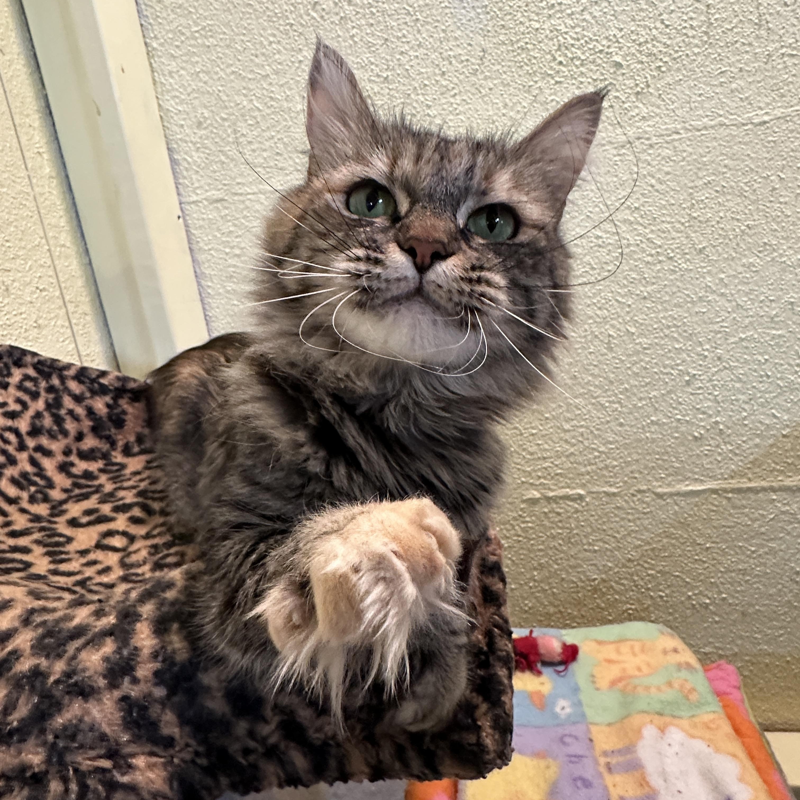 Cutie, a Adoptable mixed breed in Anchorage, AK image 4/6