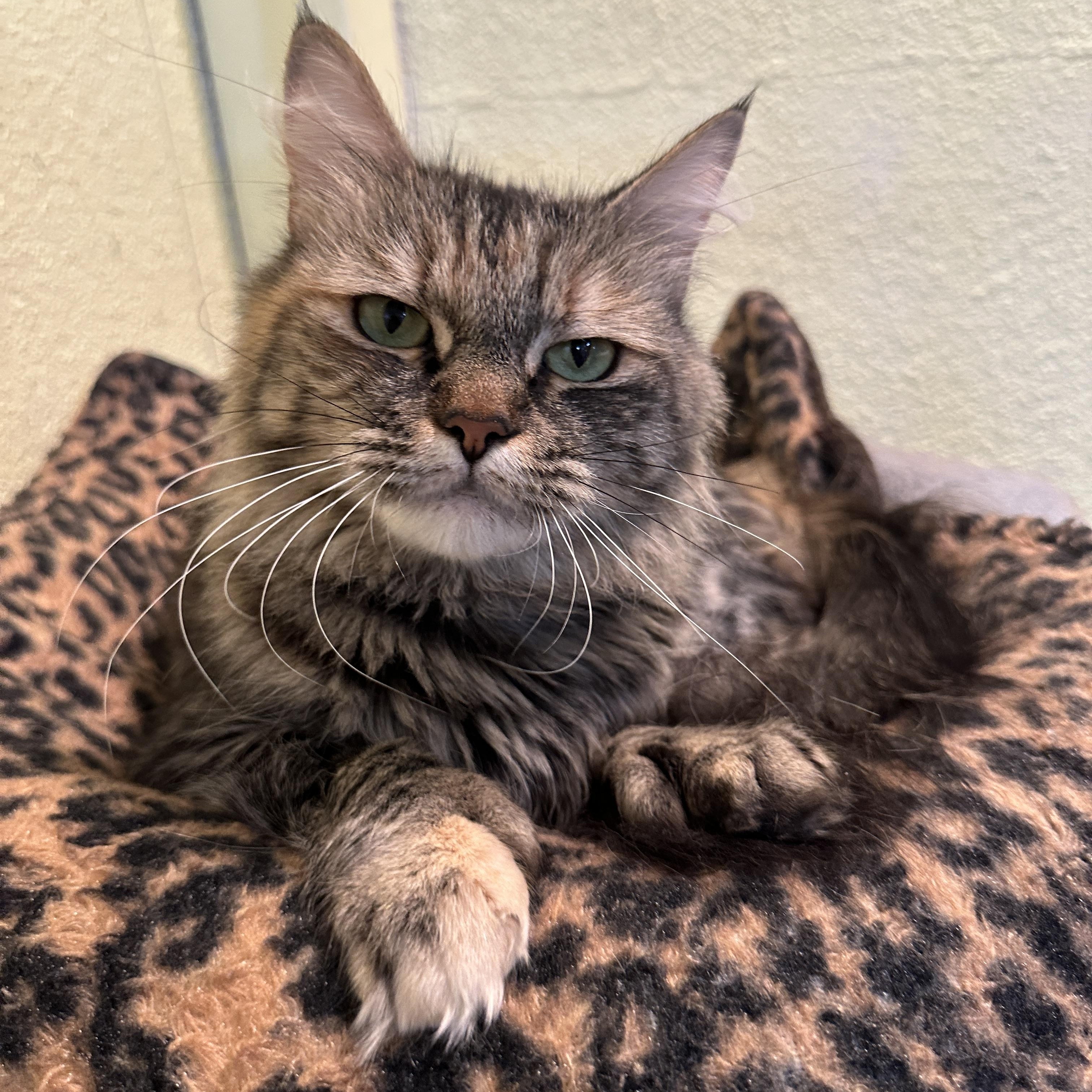 Cutie, a Adoptable mixed breed in Anchorage, AK image 6/6