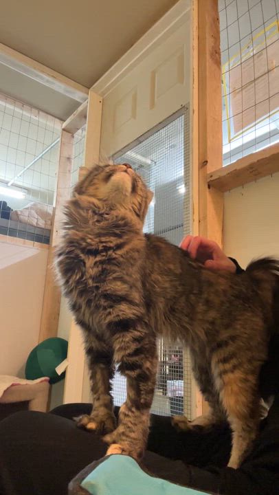 Enlarge Cutie, a Adoptable mixed breed in Anchorage, AK video 5/6