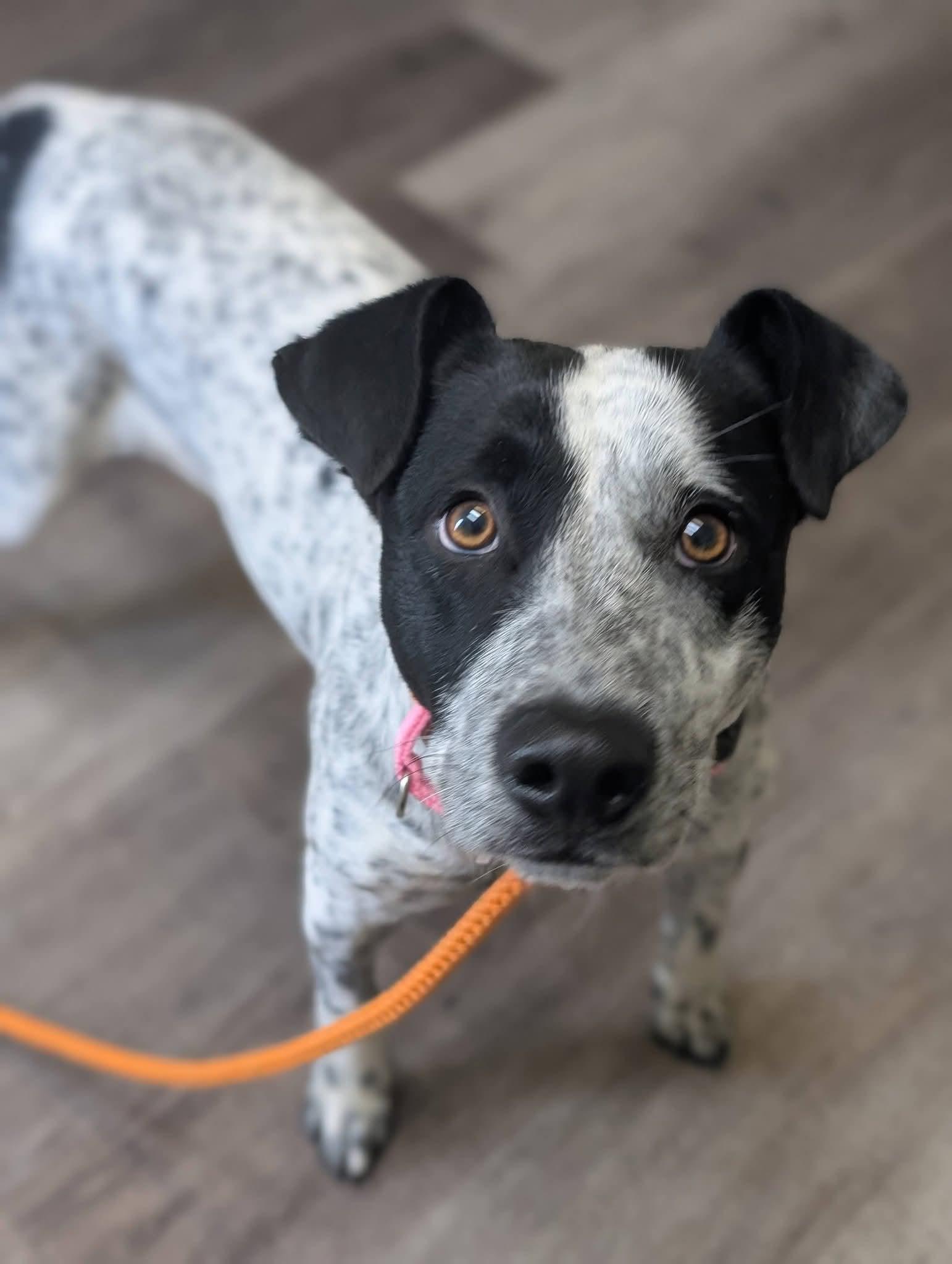 Enlarge MAVERICK 425, a Adoptable mixed breed in Milwaukee, WI image 3/4