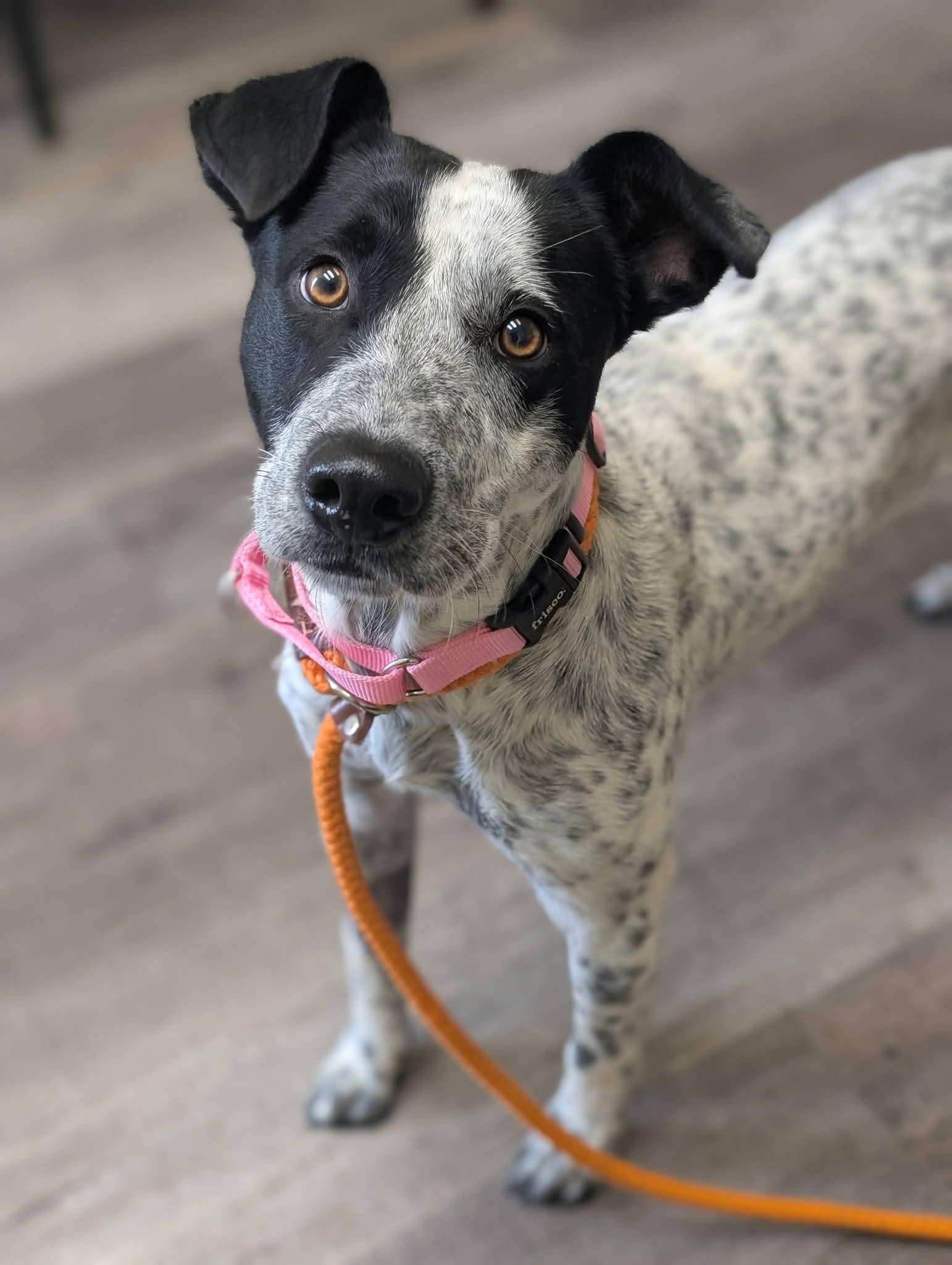 Enlarge MAVERICK 425, a Adoptable mixed breed in Milwaukee, WI image 1/4