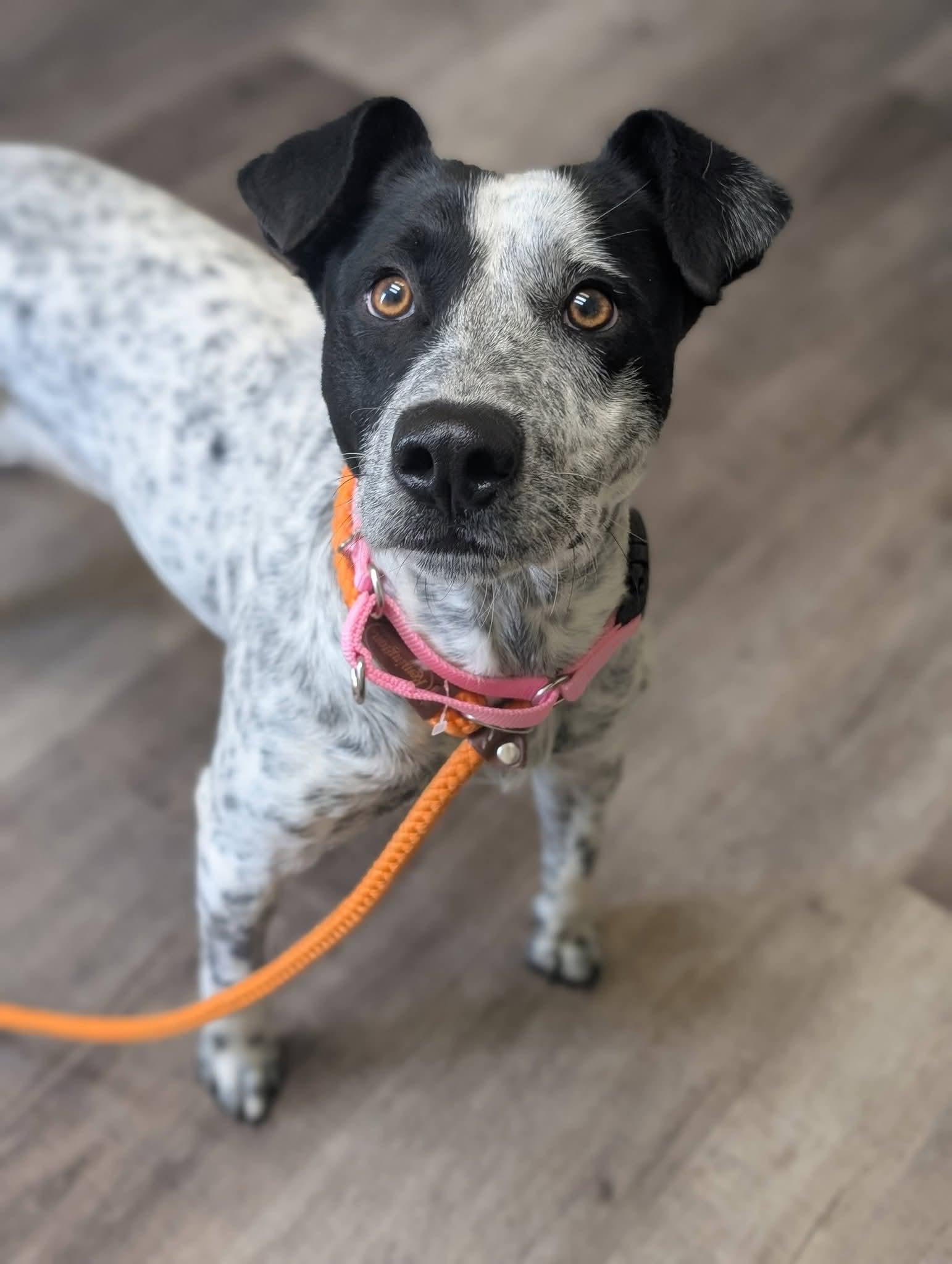 Enlarge MAVERICK 425, a Adoptable mixed breed in Milwaukee, WI image 4/4