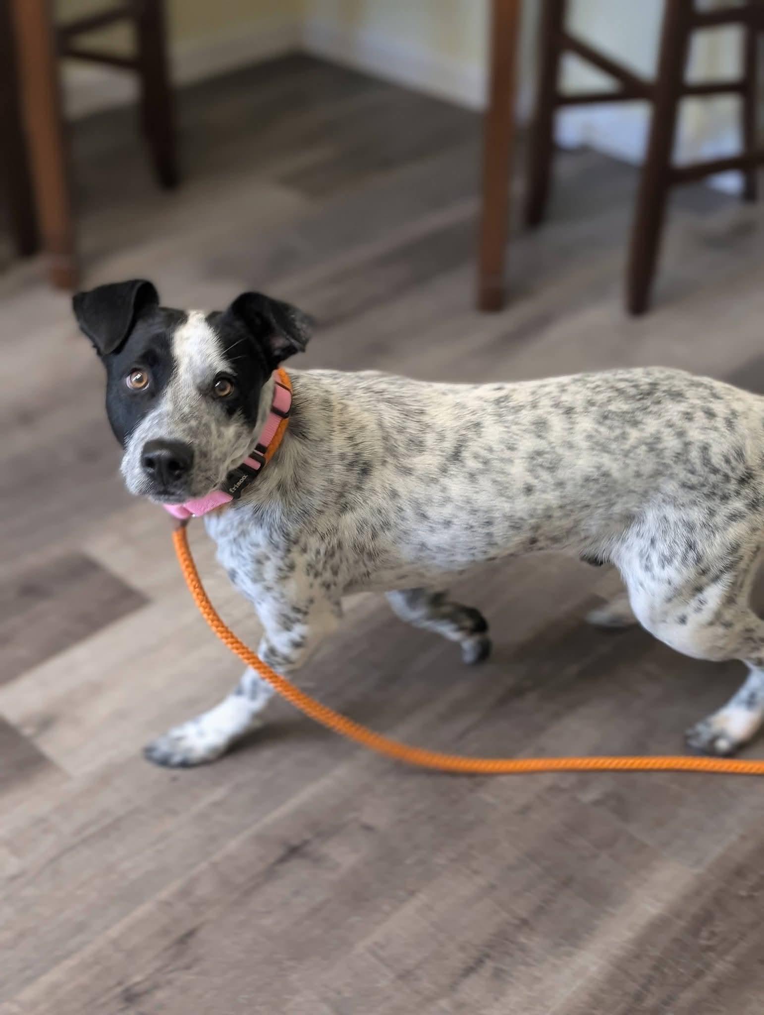 Enlarge MAVERICK 425, a Adoptable mixed breed in Milwaukee, WI image 2/4