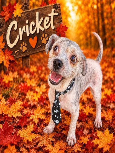 CRICKET, Adoptable, Adult Male Maltese & Mixed Breed.