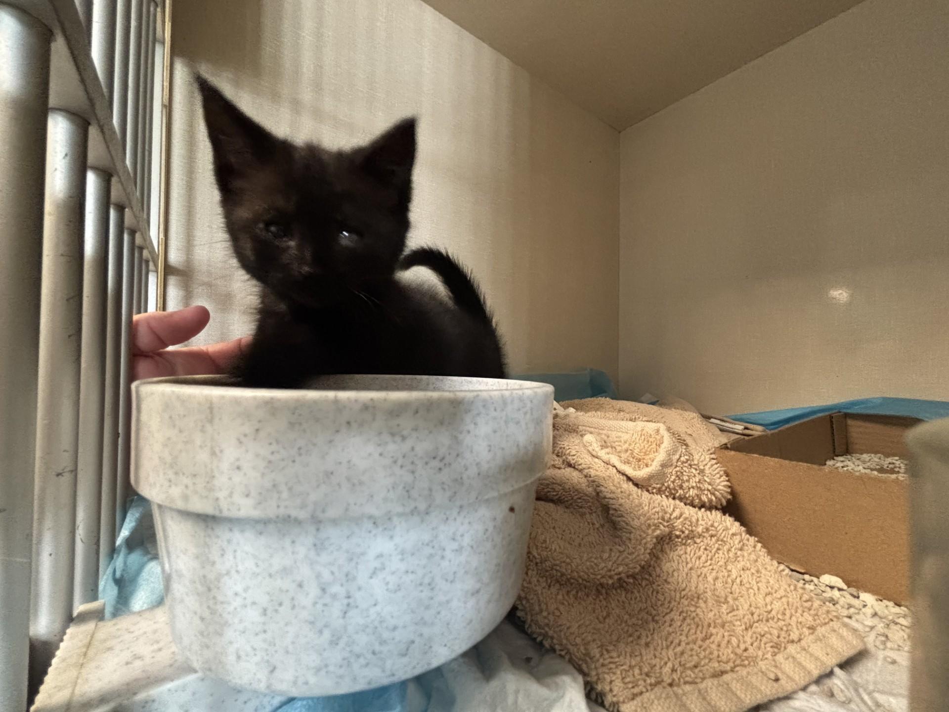 Obsidian, ADOPTABLE, Kitten Female Domestic Short Hair.