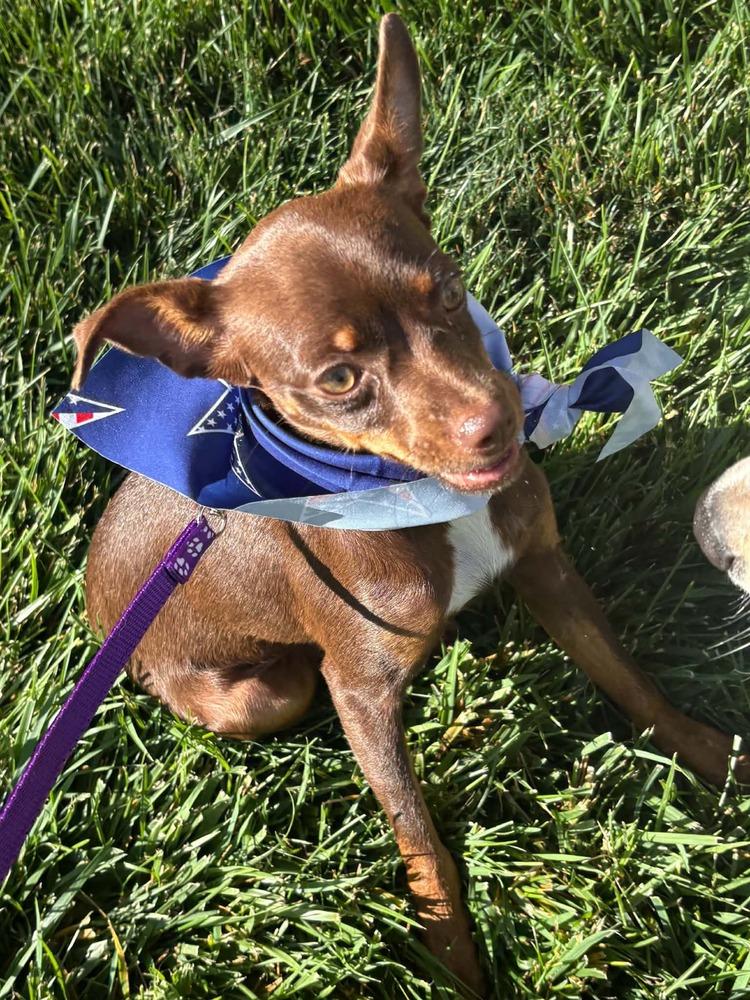 Coco, a Adoptable mixed breed in Evergreen, CO image 1/4