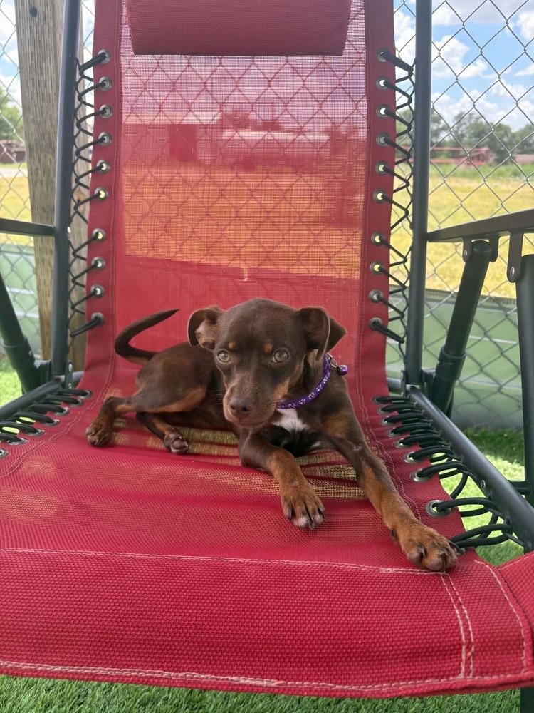 Coco, a Adoptable mixed breed in Evergreen, CO image 2/4